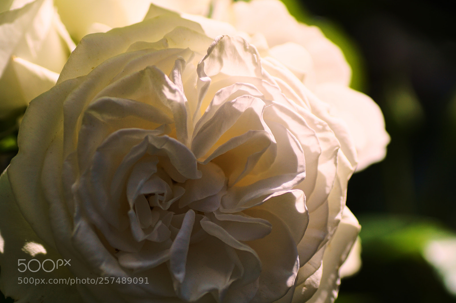 Sony ILCA-77M2 sample photo. Pale friend photography