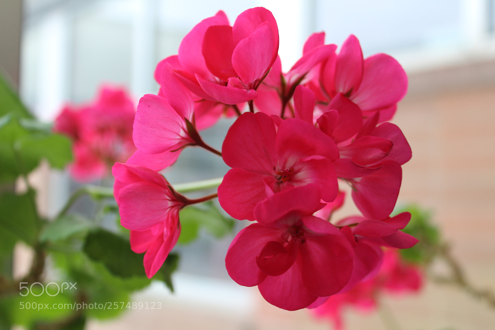 Canon EOS 1300D (EOS Rebel T6 / EOS Kiss X80) sample photo. Pink flower img photography