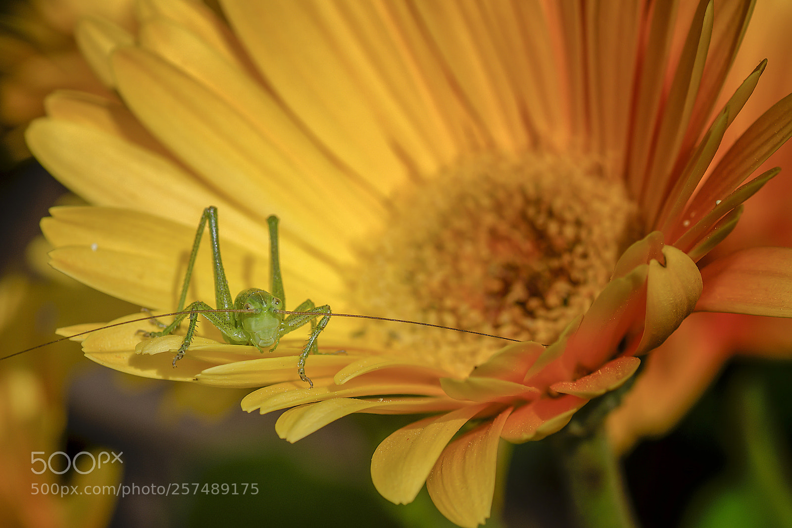 Nikon D5100 sample photo. Cricket over gerbera photography