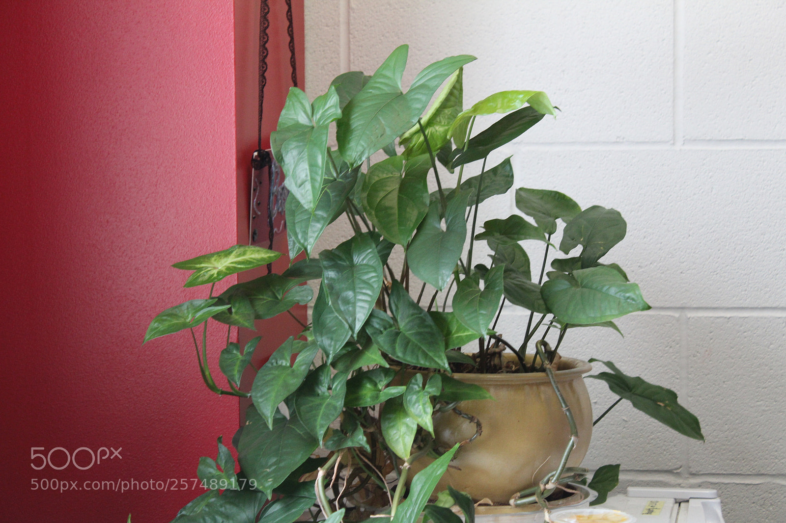 Canon EOS 1300D (EOS Rebel T6 / EOS Kiss X80) sample photo. Plant img photography