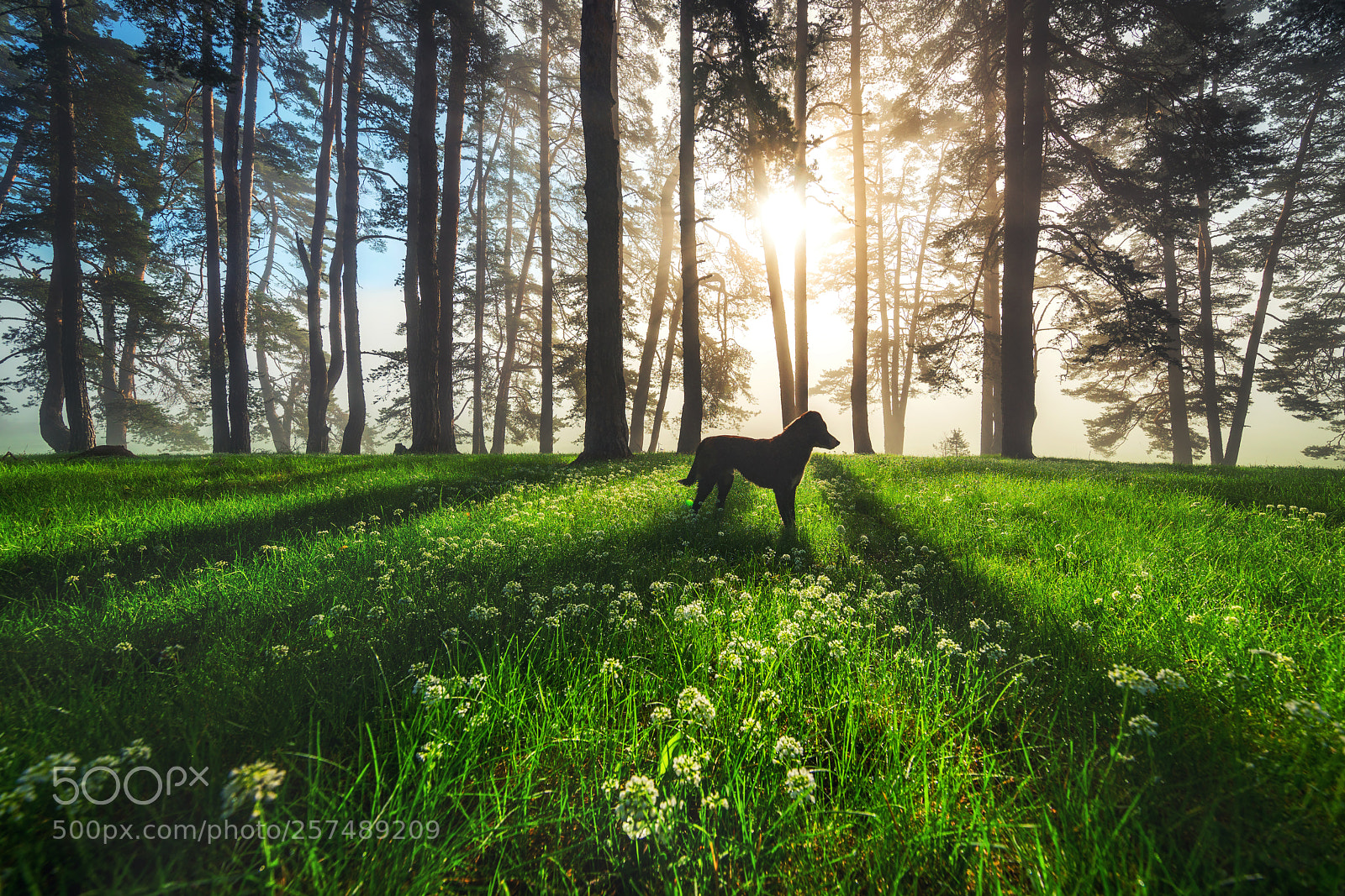 Sony a7R II sample photo. Forest landscape and morning photography