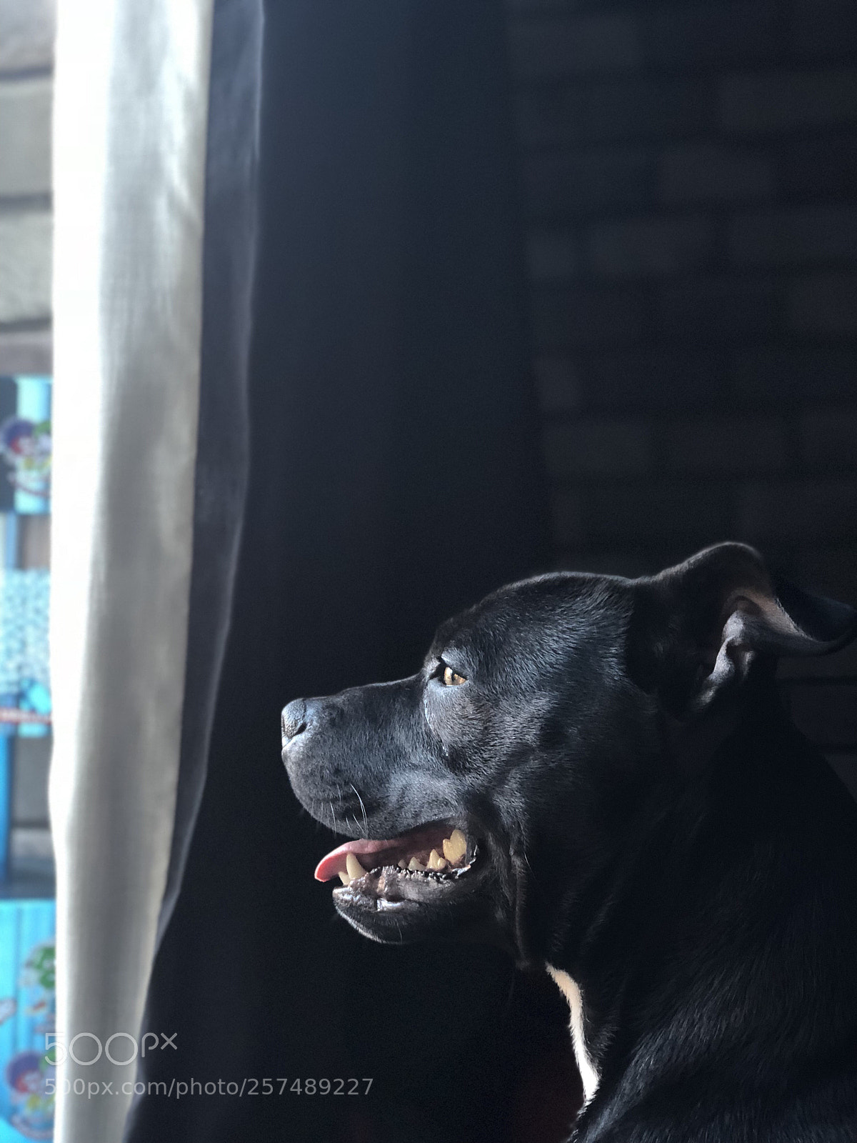 Apple iPhone 8 Plus sample photo. Untitled photography