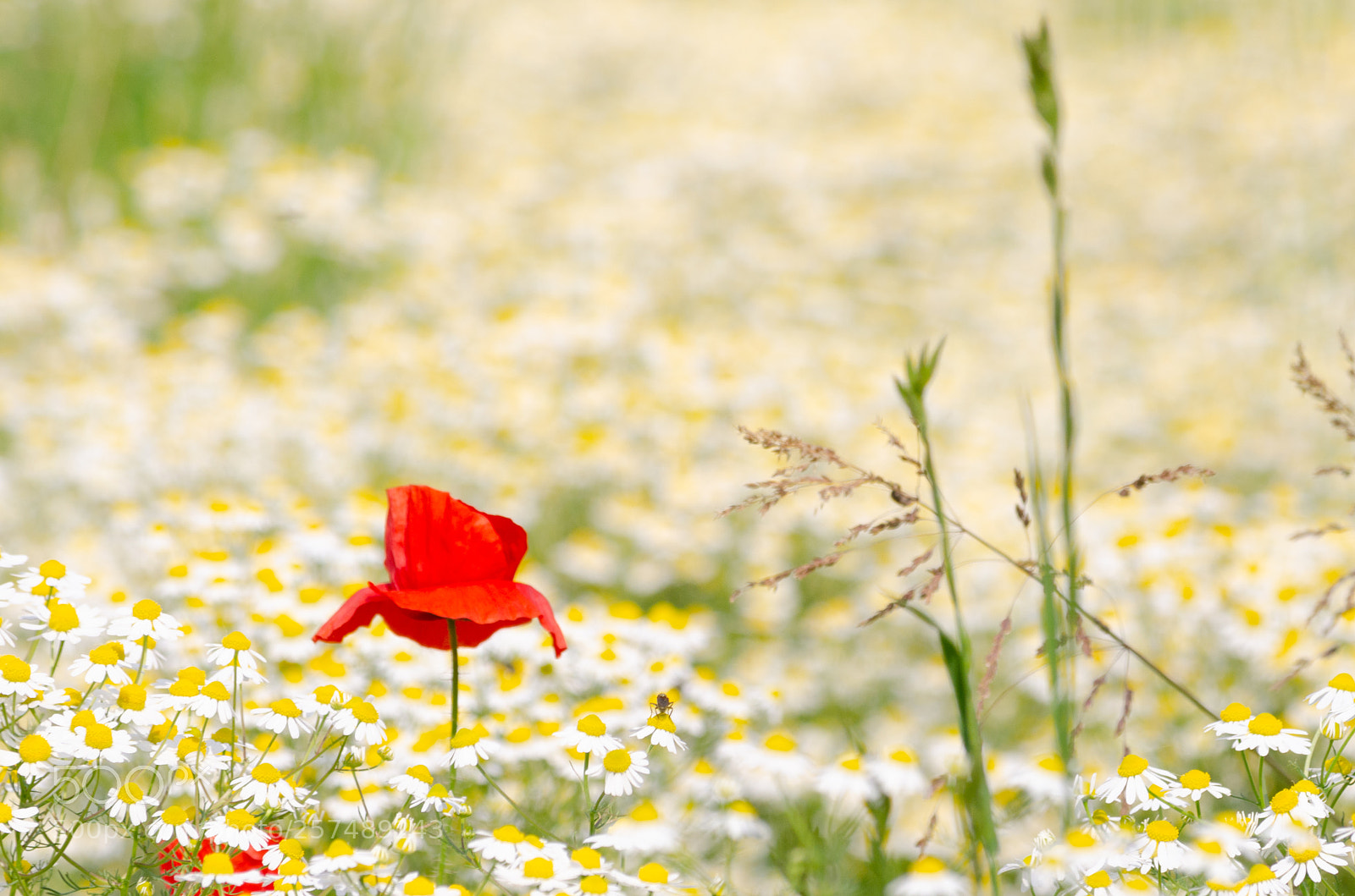 Nikon D5100 sample photo. Red photography