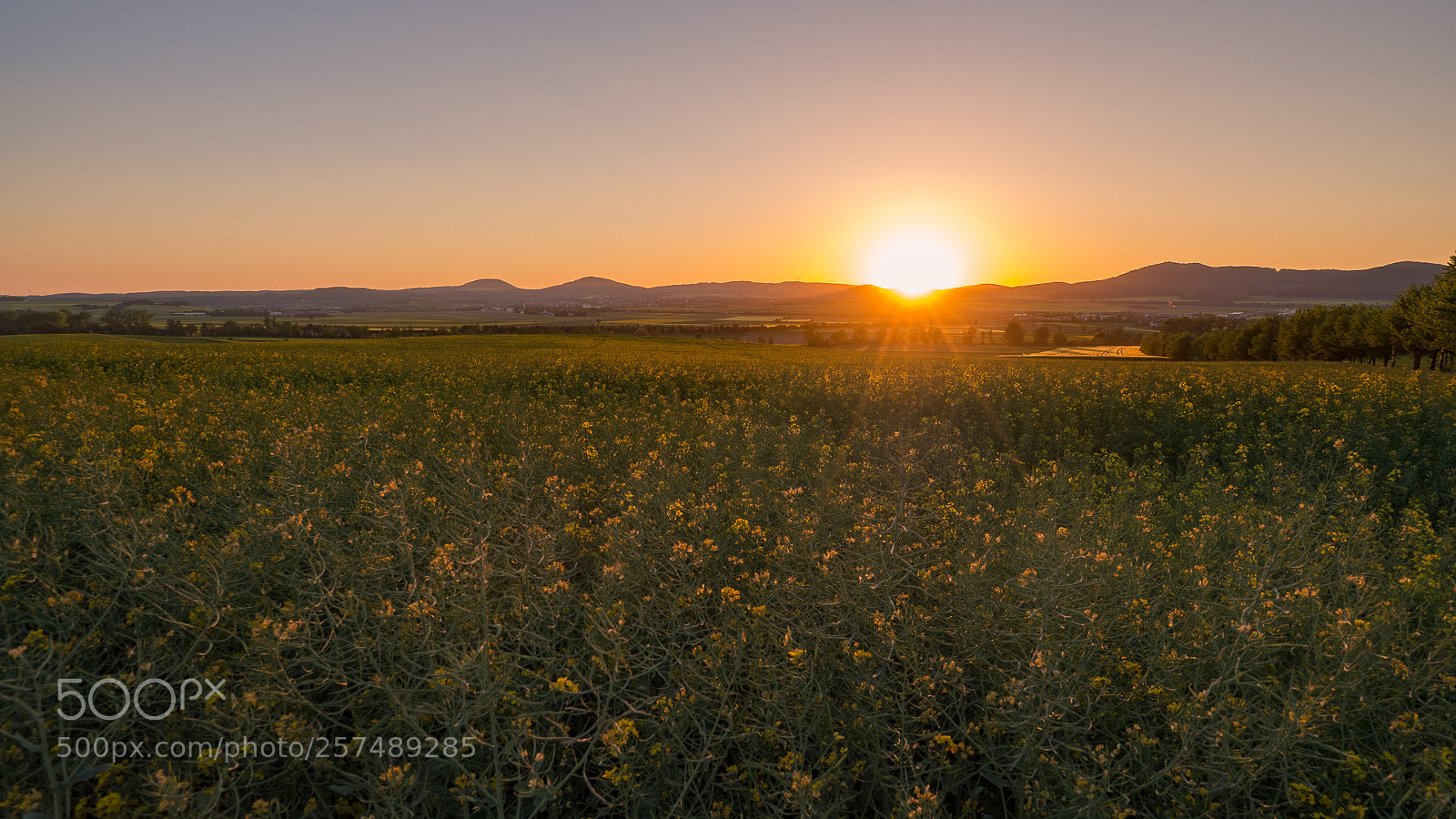 Olympus OM-D E-M10 II sample photo. Rapeseed country photography