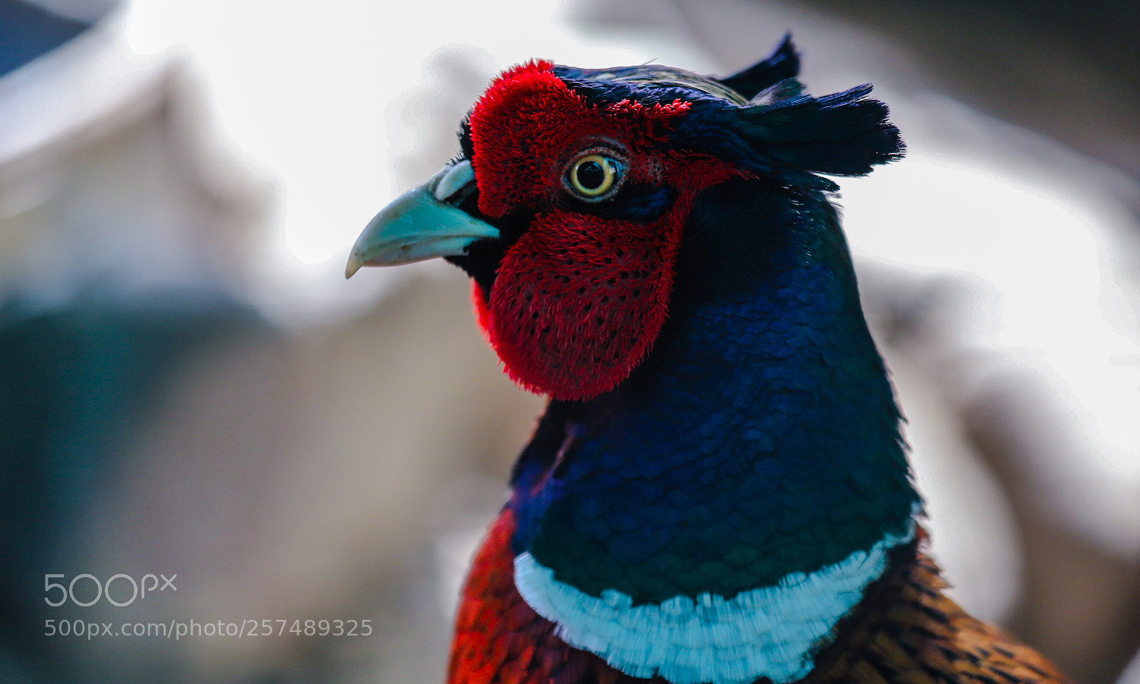 Canon EOS 6D Mark II sample photo. Pheasant photography