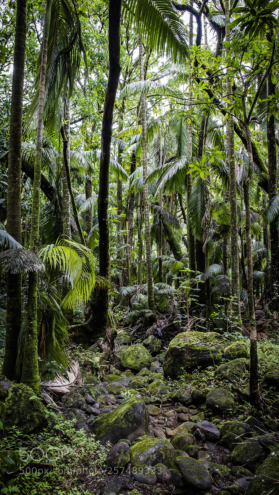 Canon EOS 6D sample photo. Hawaiian jungle photography