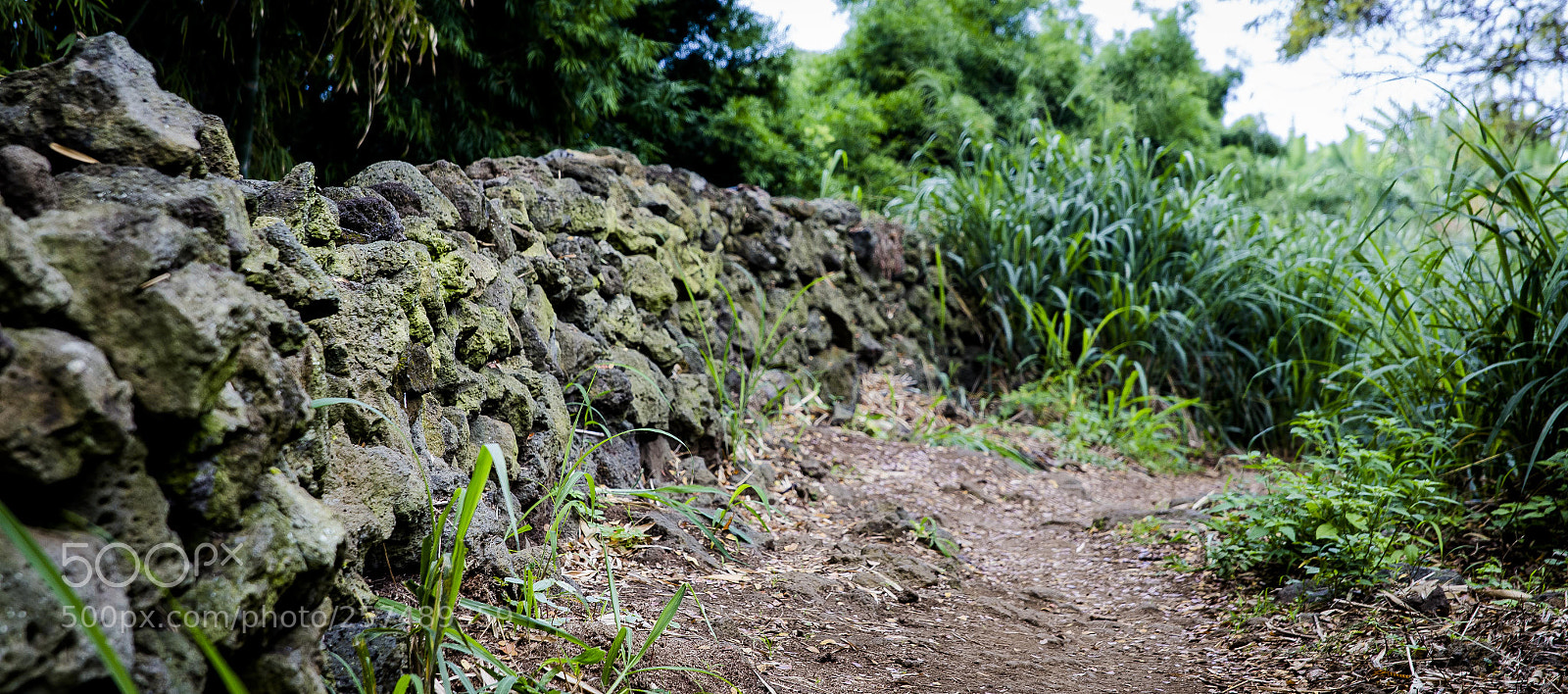 Canon EOS 6D sample photo. Hawaiian jungle photography