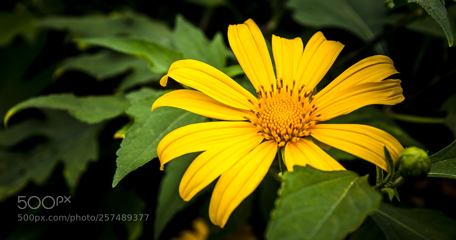 Canon EOS 6D sample photo. Flower photography