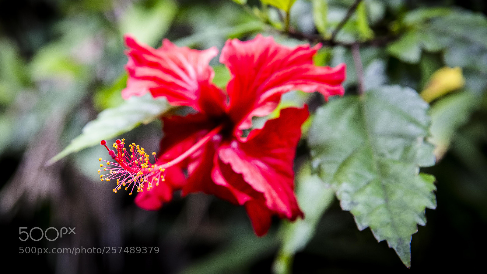 Canon EOS 6D sample photo. Hawaiian flower photography