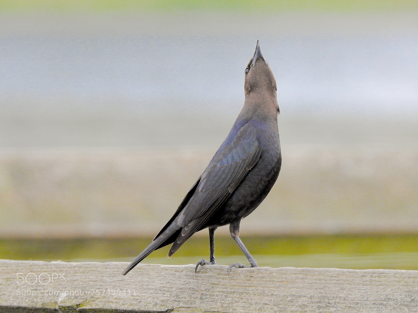 Nikon Coolpix P900 sample photo. Brown headed cowbird photography