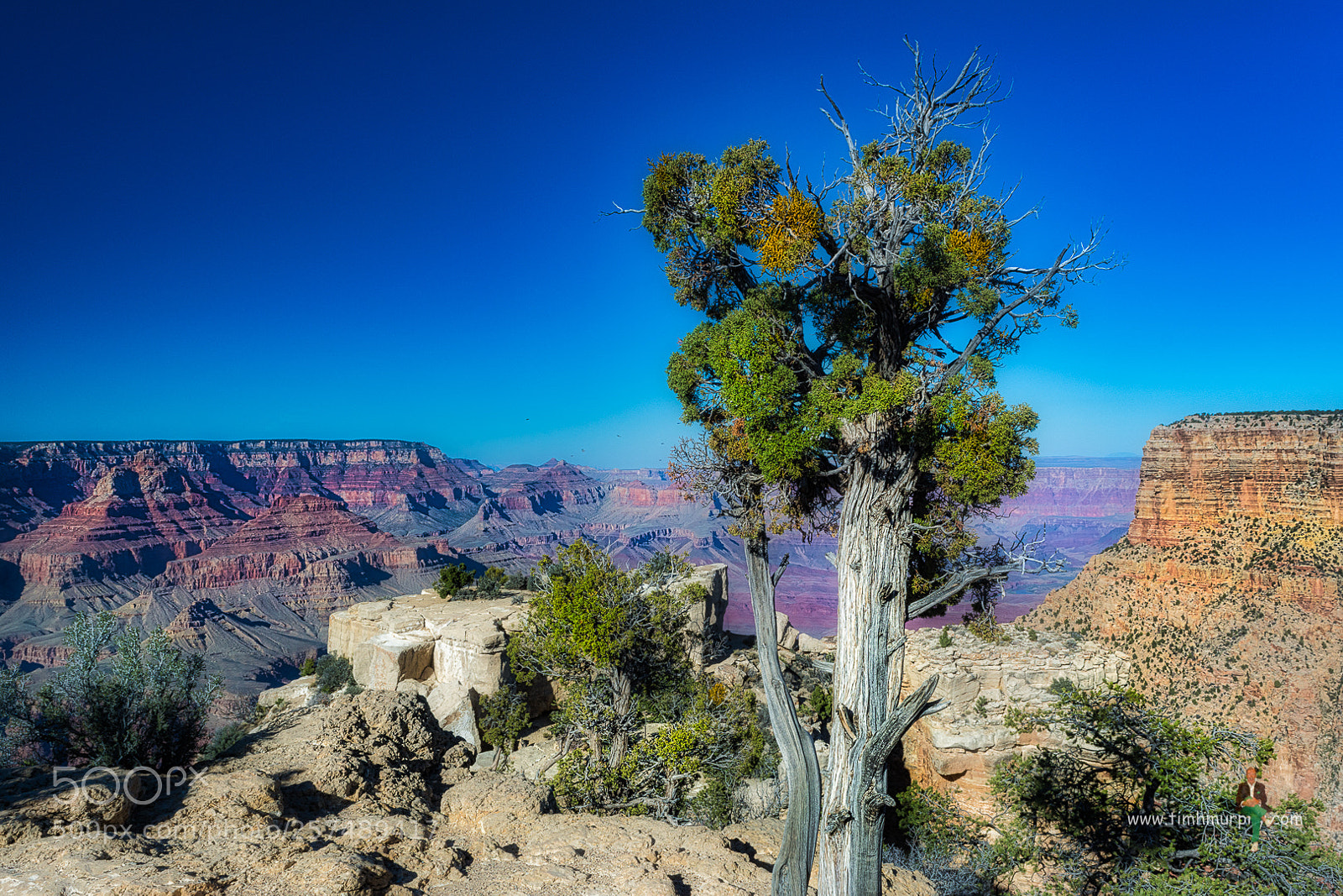 Nikon D7100 sample photo. Utah juniper at the photography