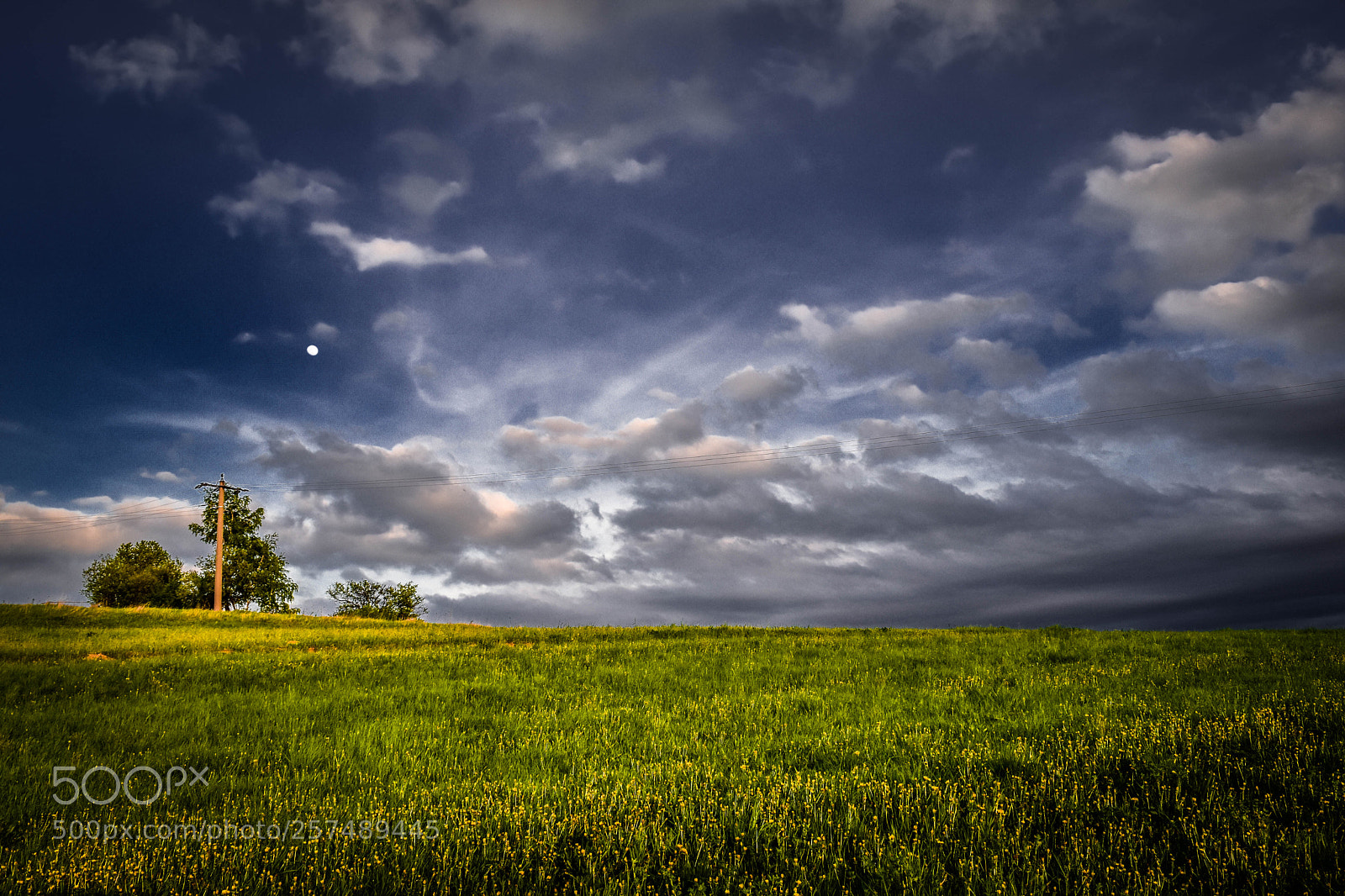 Nikon D5500 sample photo. Field photography