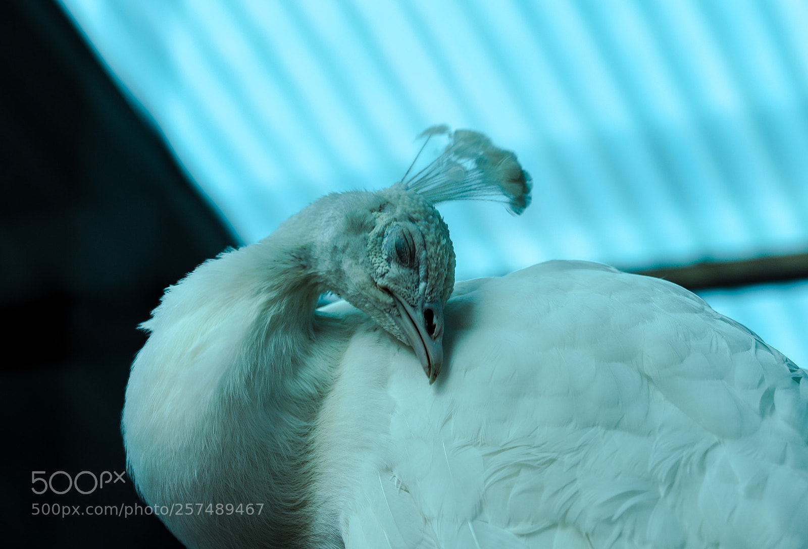 Canon EOS 6D Mark II sample photo. Peacock albino photography