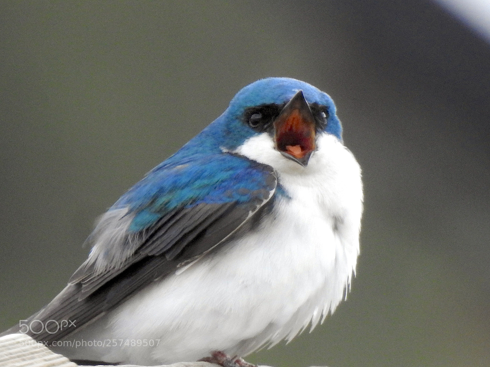 Nikon Coolpix P900 sample photo. Tree swallow photography