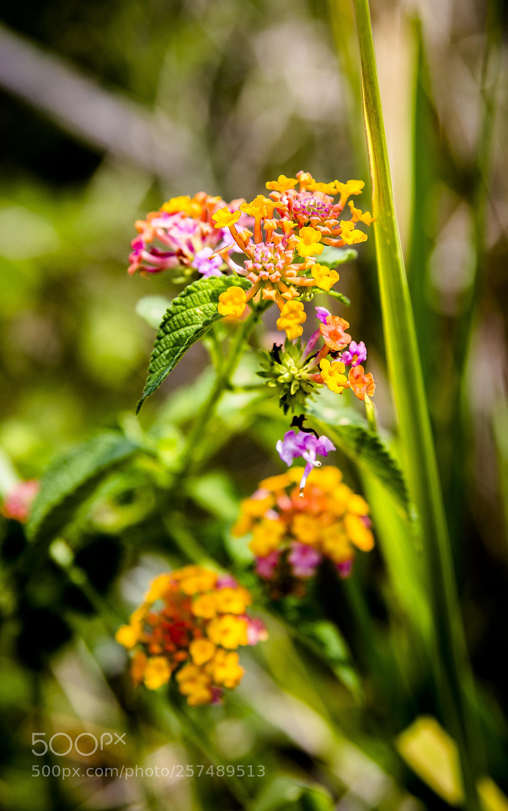Canon EOS 6D sample photo. Hawaiian flower photography