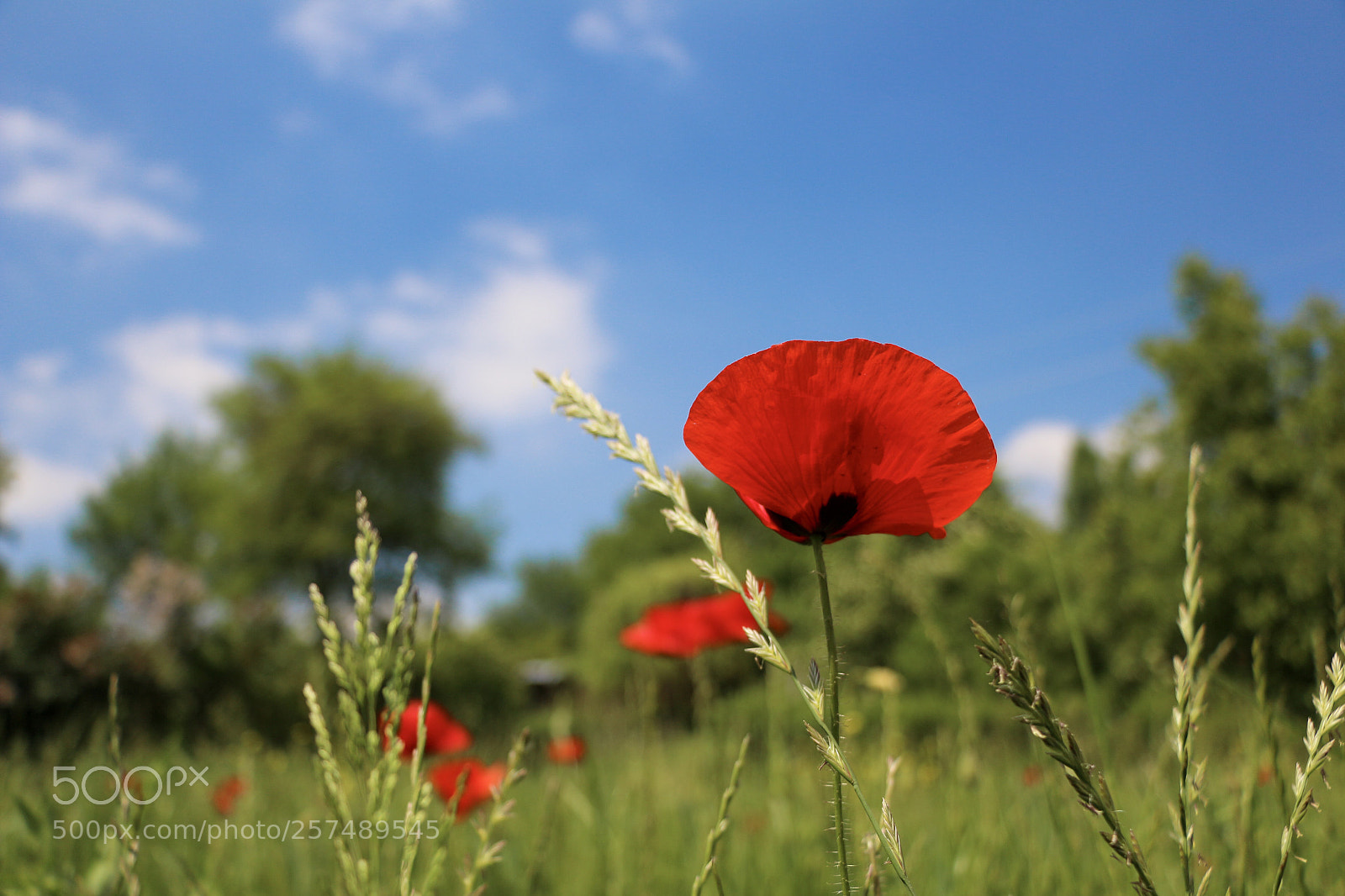 Canon EOS 700D (EOS Rebel T5i / EOS Kiss X7i) sample photo. Untitled photography