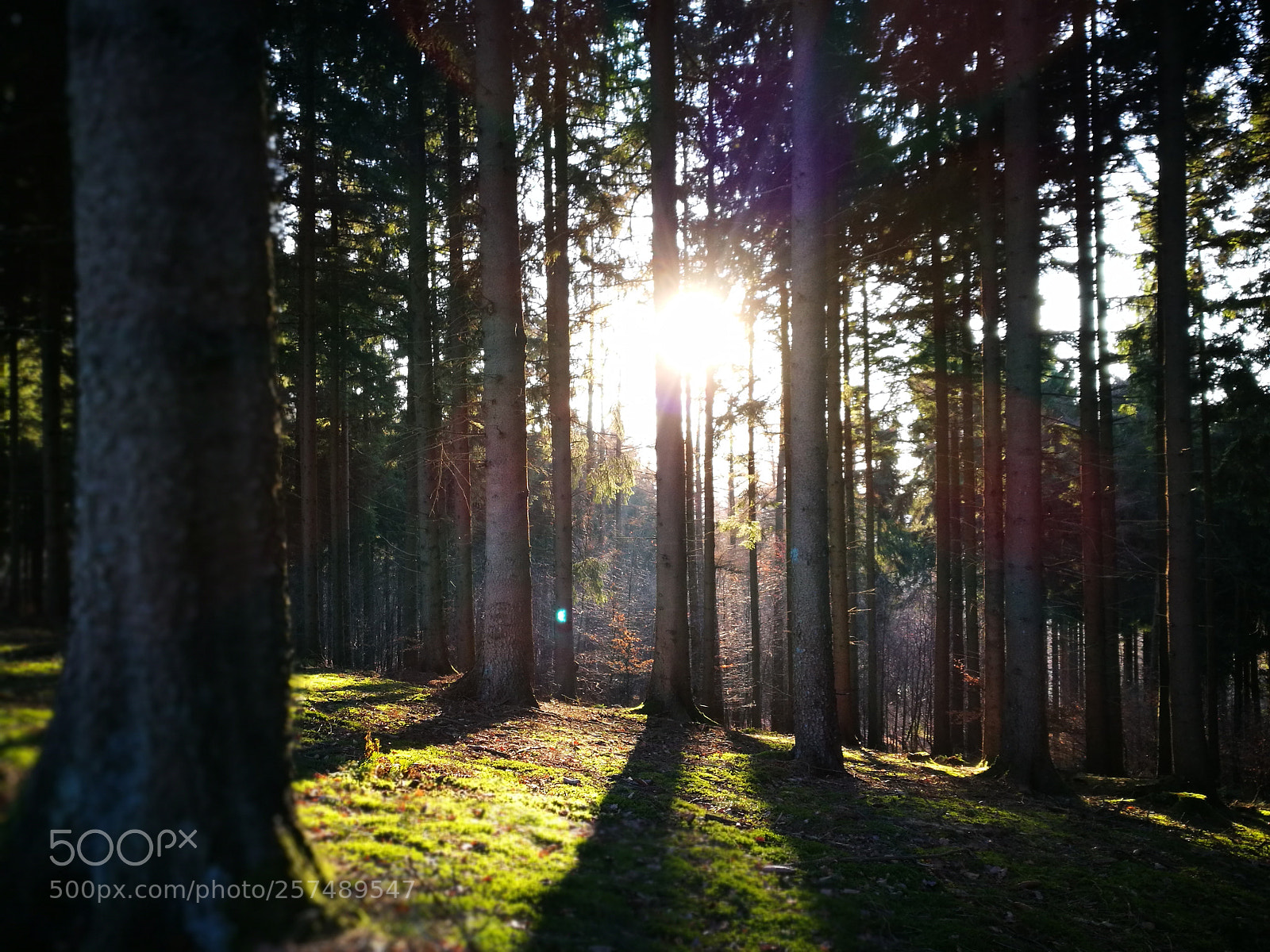 HUAWEI P9 sample photo. Sunny trees photography