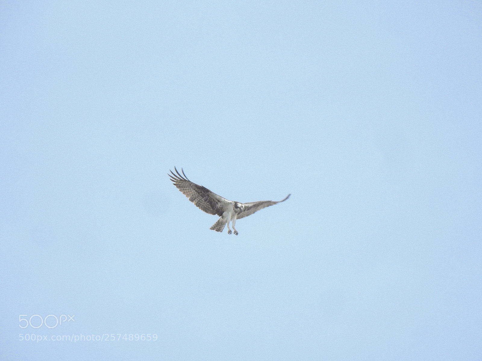Nikon Coolpix P900 sample photo. Osprey photography