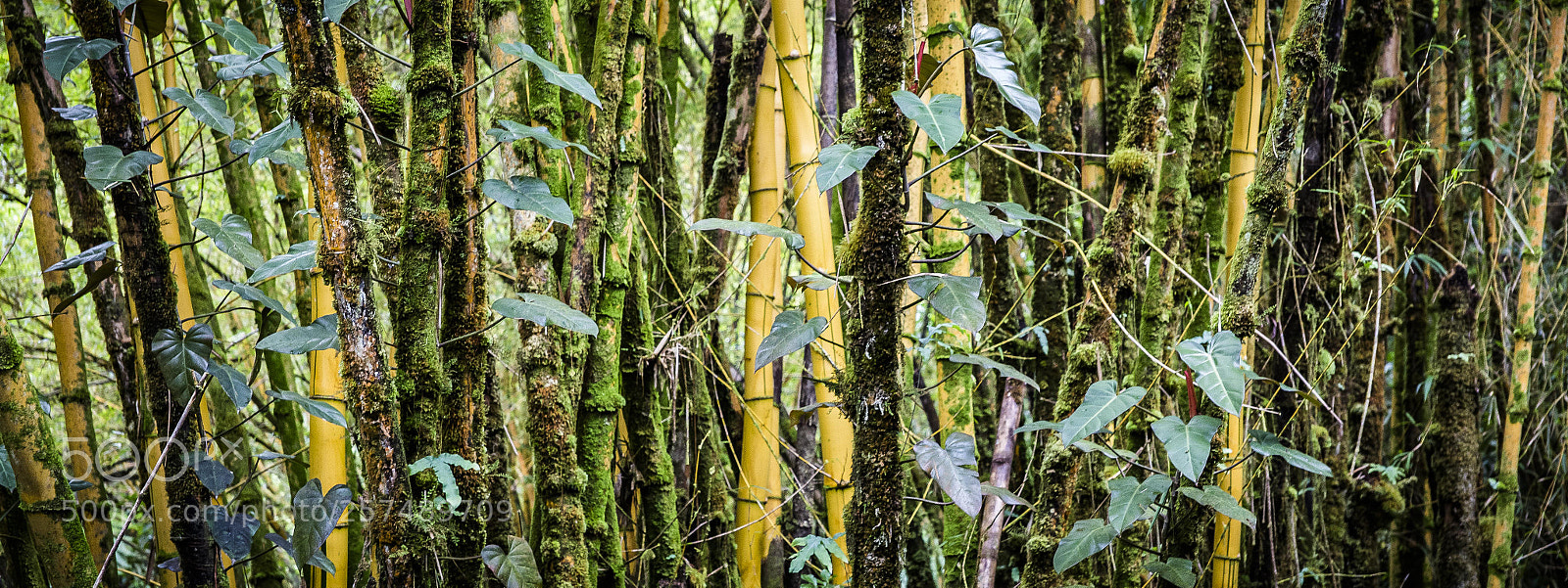 Canon EOS 6D sample photo. Hawaiian jungle photography