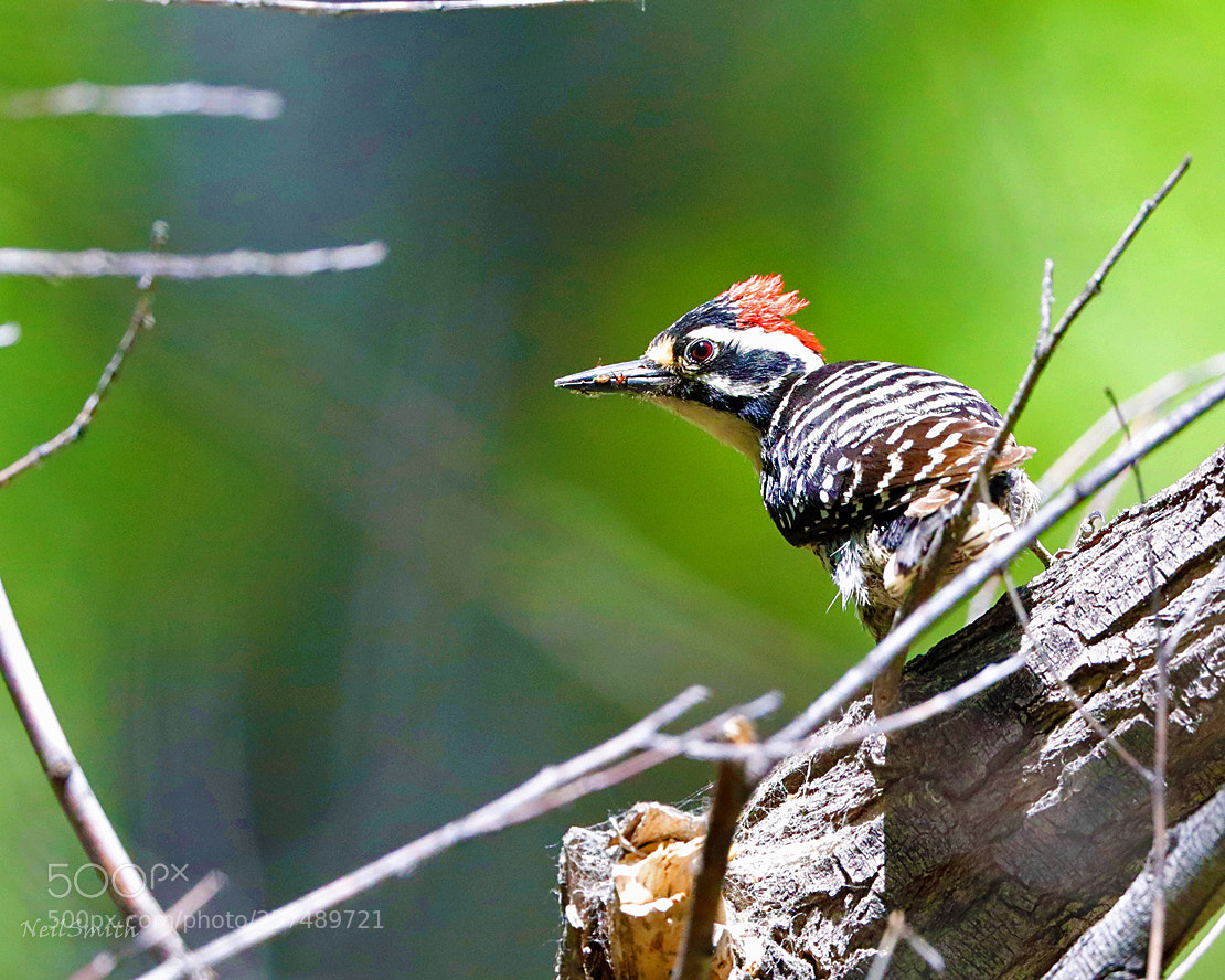 Canon EOS 5D Mark IV sample photo. Nutall's woodpecker photography