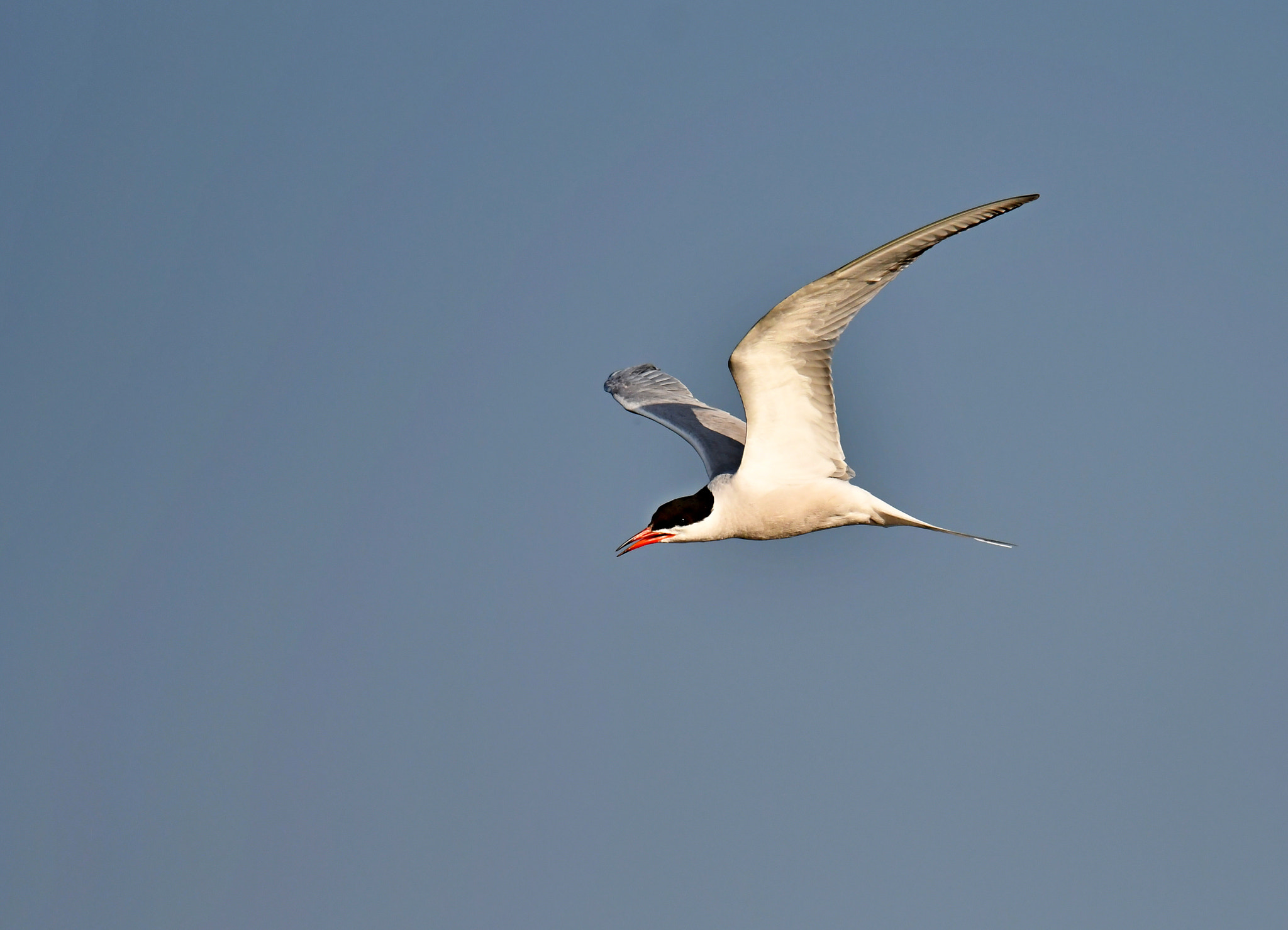 Nikon D500 + Nikon AF-S Nikkor 600mm F4G ED VR sample photo. Common tern photography