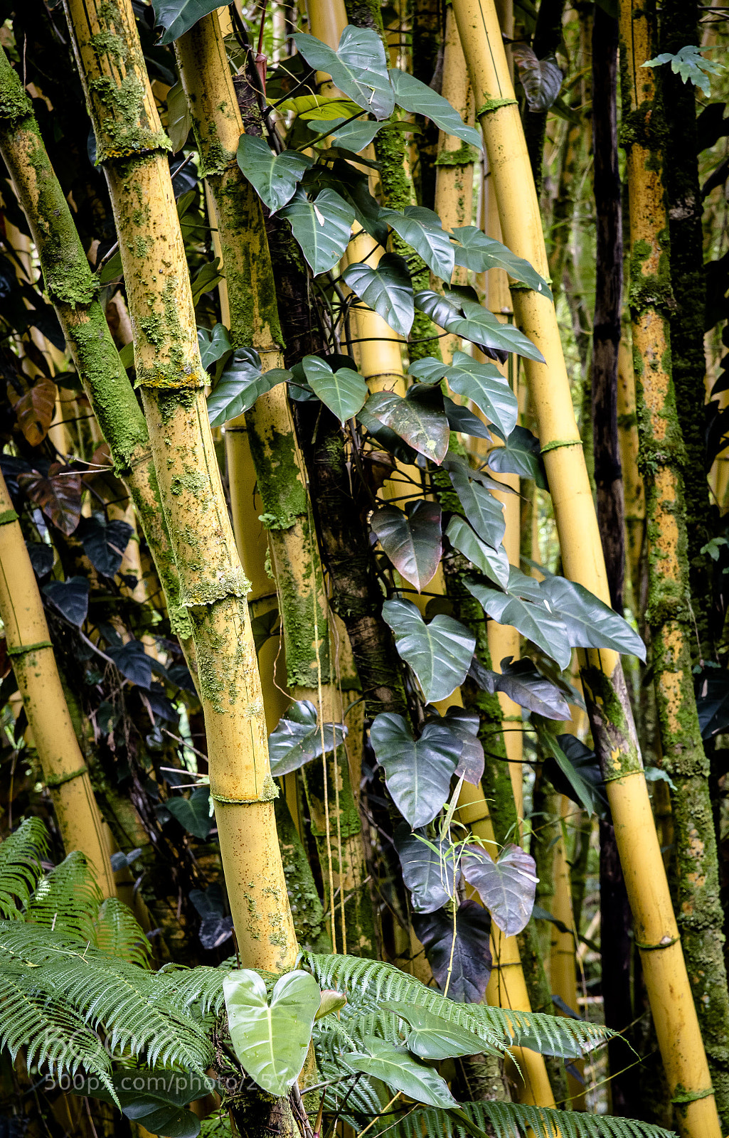Canon EOS 6D sample photo. Hawaiian jungle photography