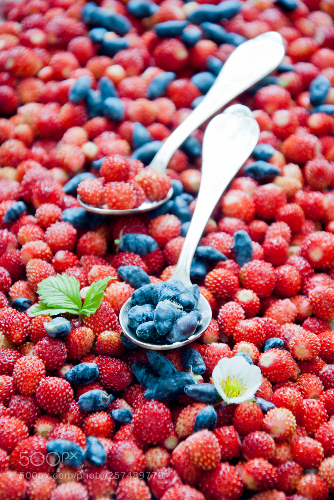Nikon D3000 sample photo. Wild strawberries and blue photography