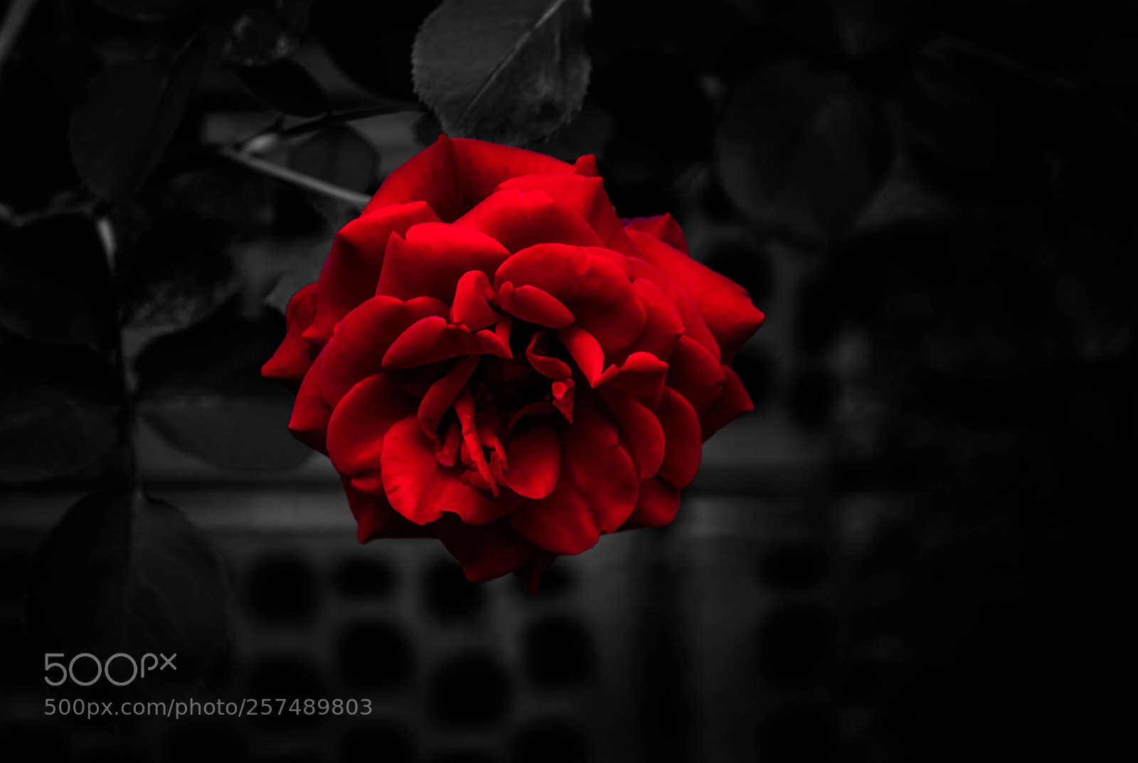 Canon EOS 500D (EOS Rebel T1i / EOS Kiss X3) sample photo. Red rose photography