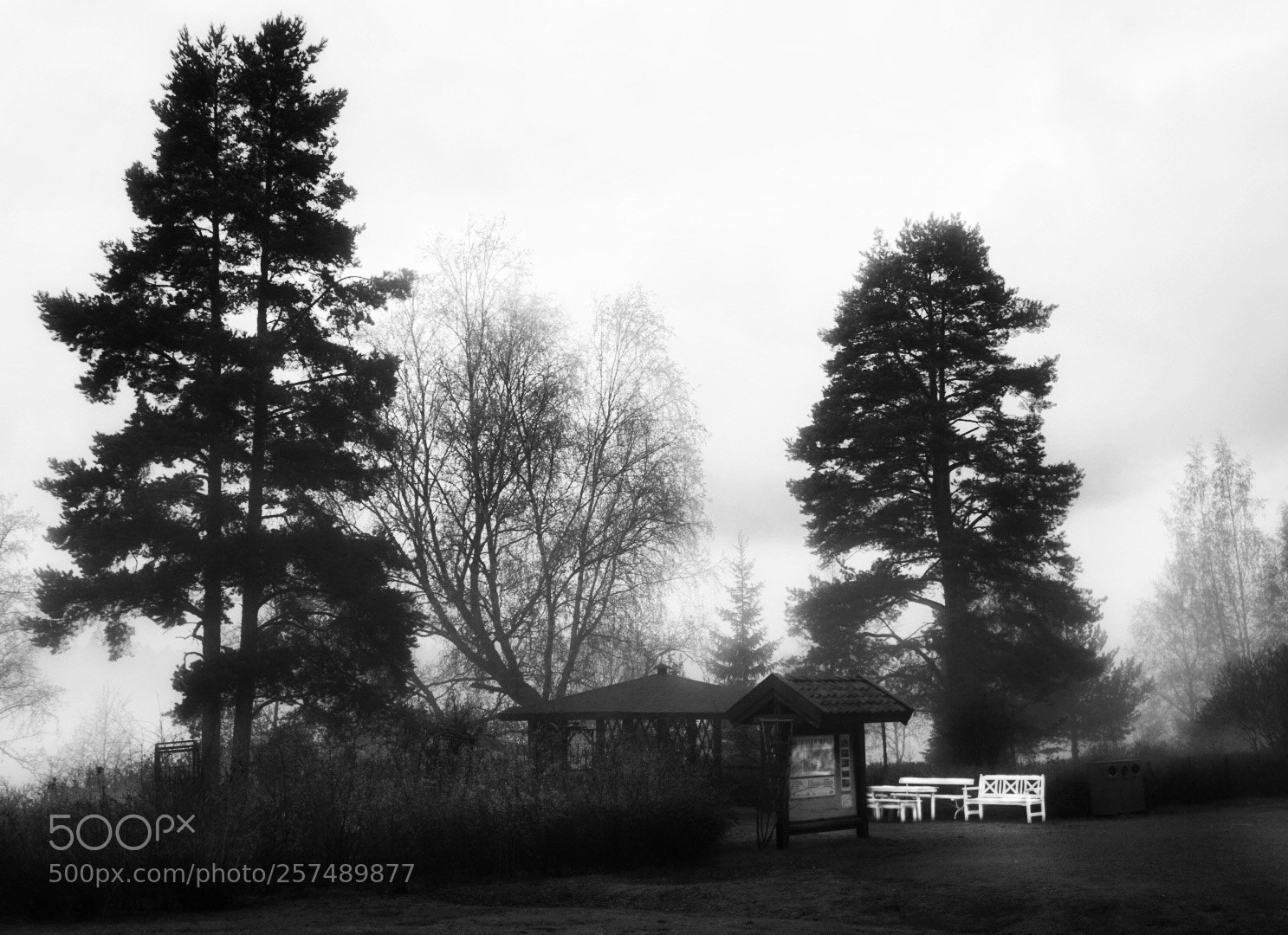 Sony a6300 sample photo. Misty morning  photography