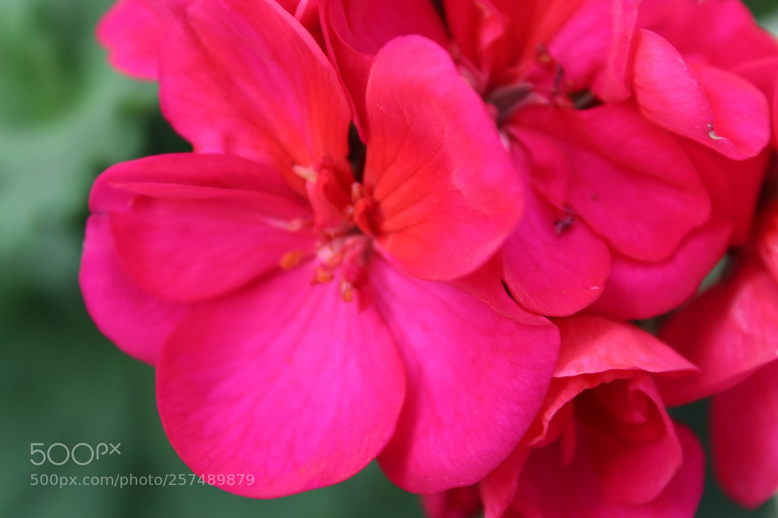 Canon EOS 1300D (EOS Rebel T6 / EOS Kiss X80) sample photo. Pink flower photography