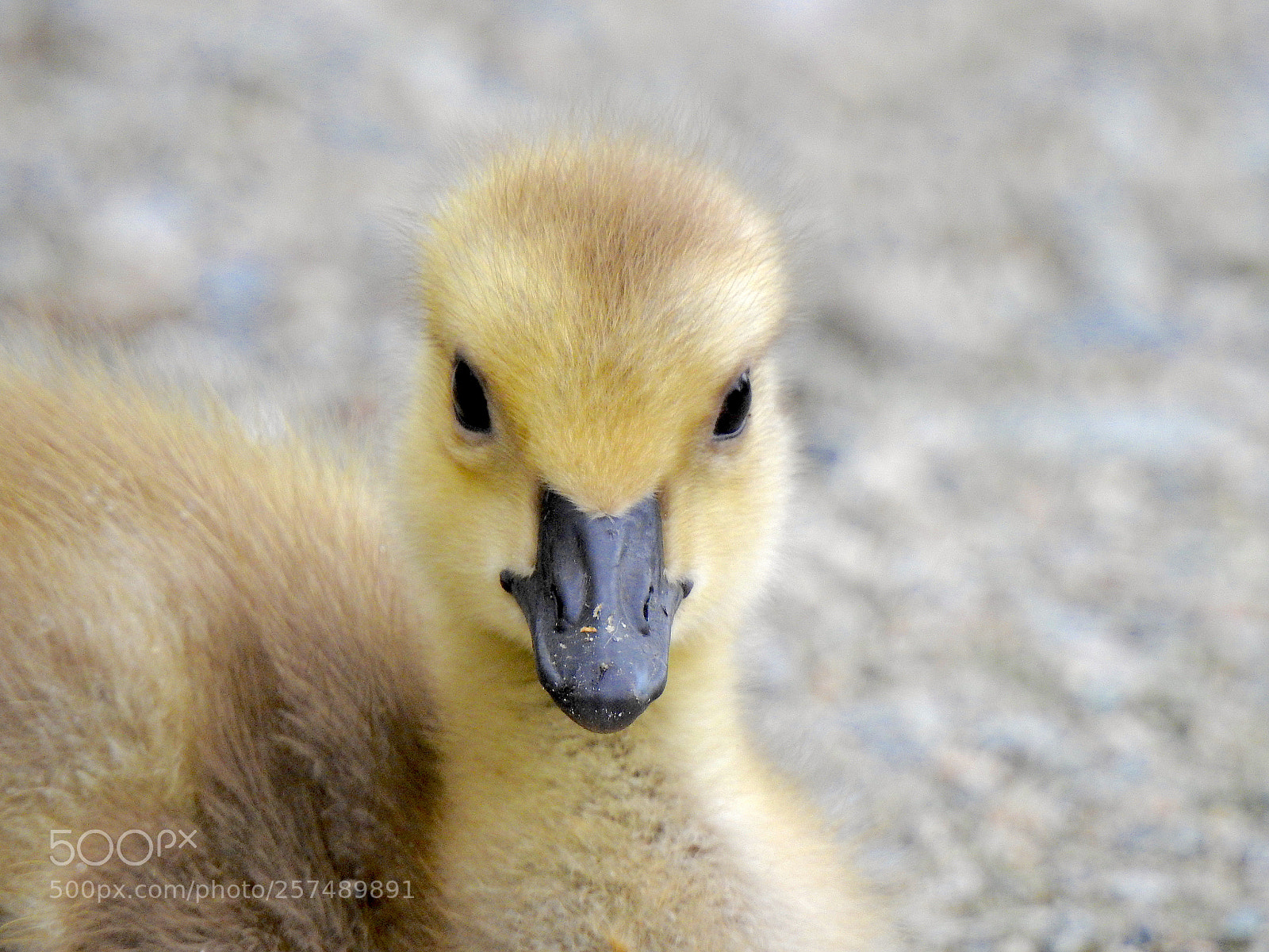 Nikon Coolpix P900 sample photo. Canada gosling photography