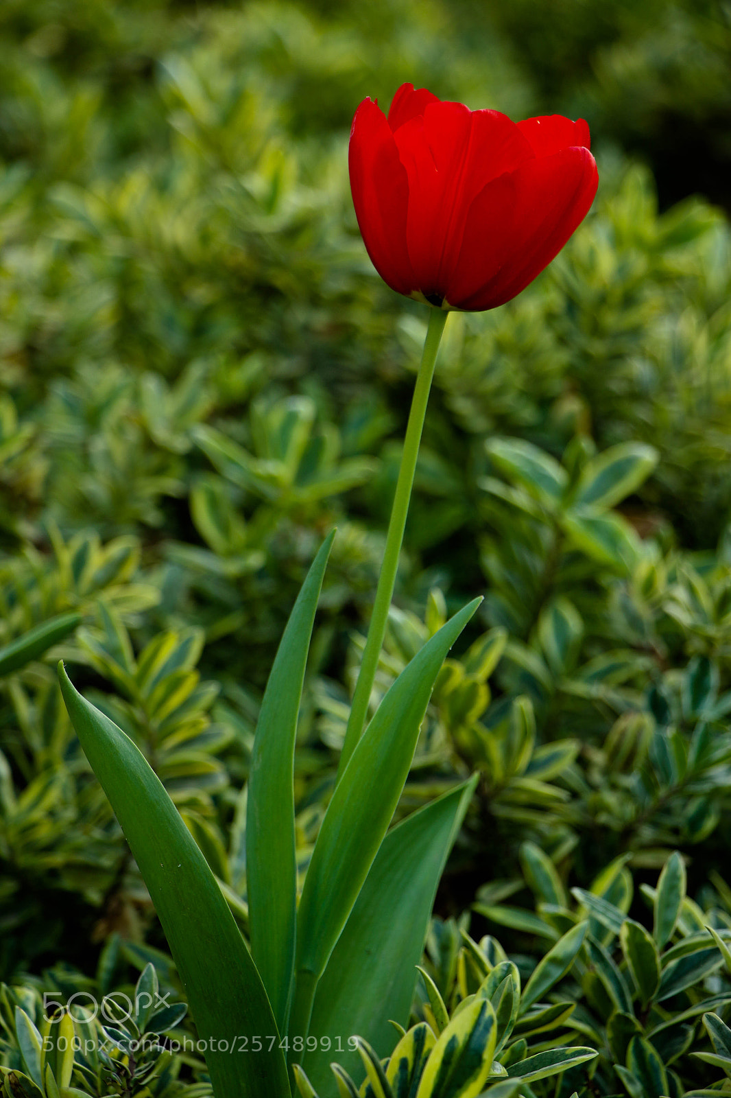 Canon EOS 70D sample photo. Red tulip photography