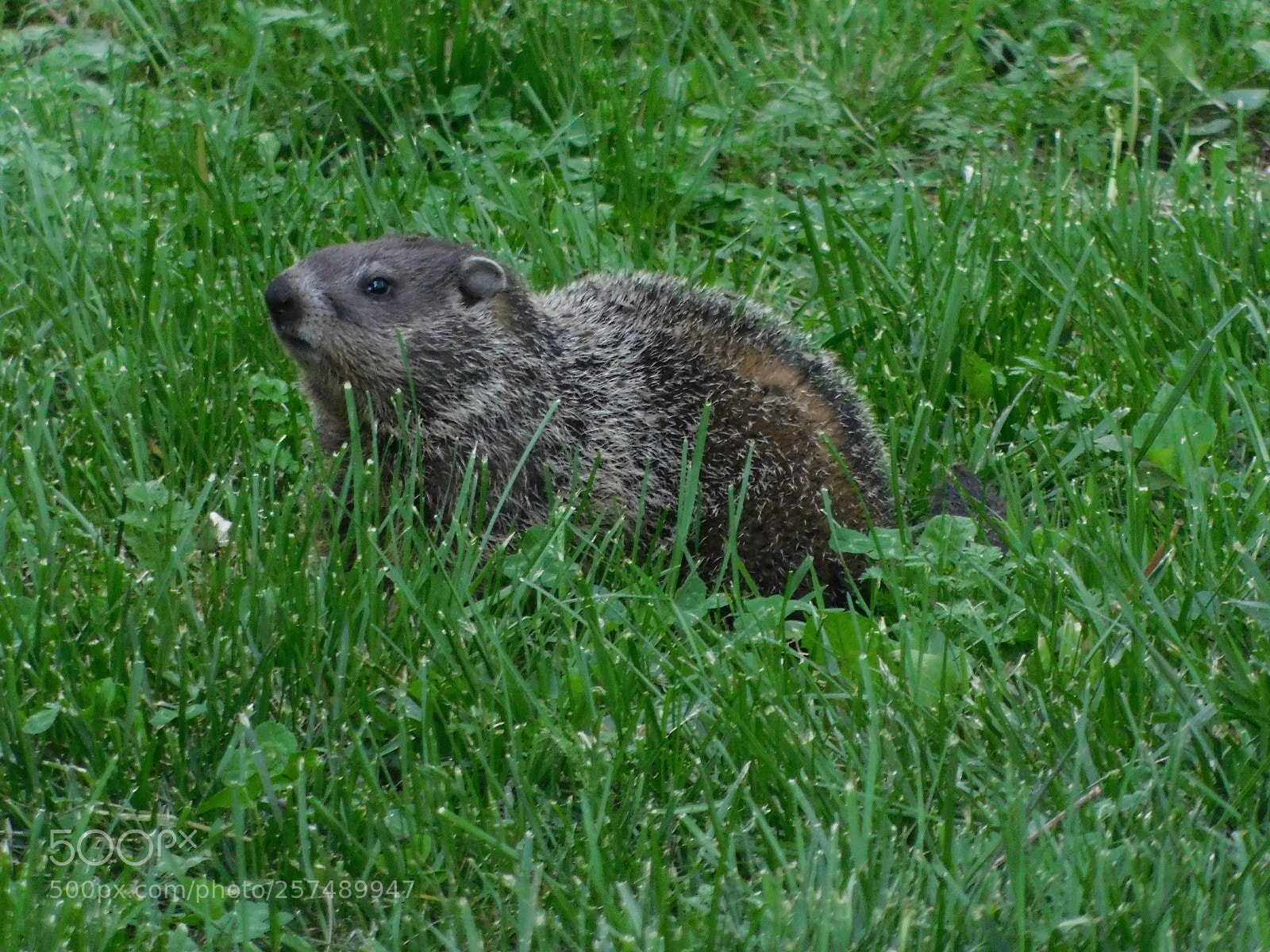 Nikon Coolpix B500 sample photo. Groundhog / whistle pig photography