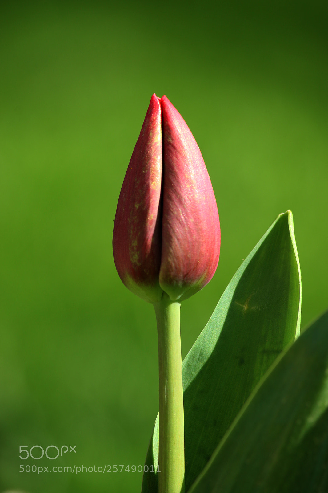 Canon EOS 70D sample photo. Bud photography