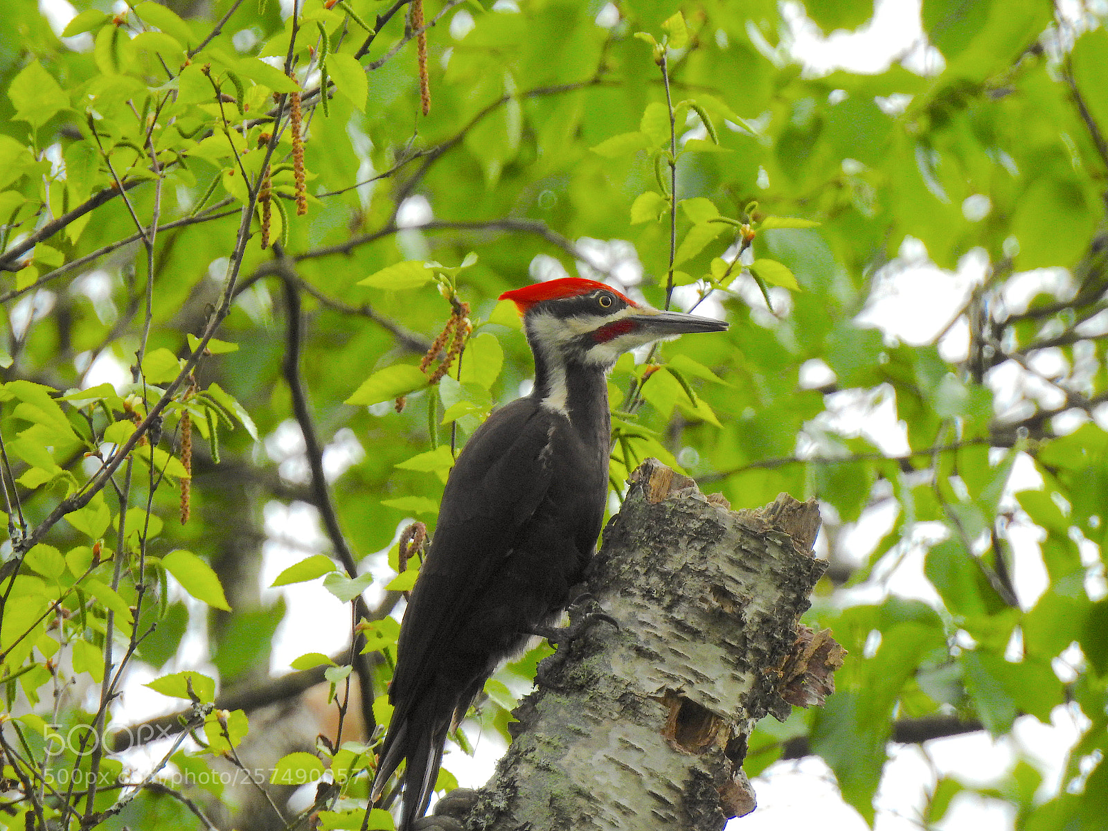 Nikon Coolpix P900 sample photo. Pileated woodpecker photography