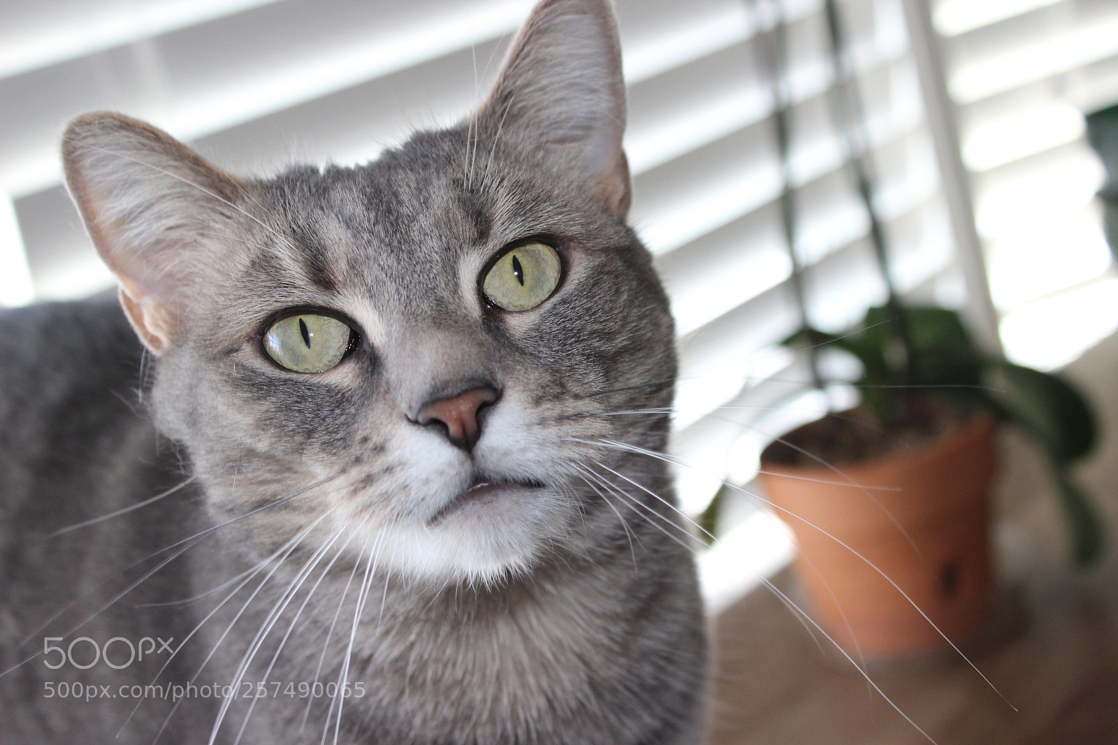 Canon EOS 600D (Rebel EOS T3i / EOS Kiss X5) sample photo. Curious cat photography