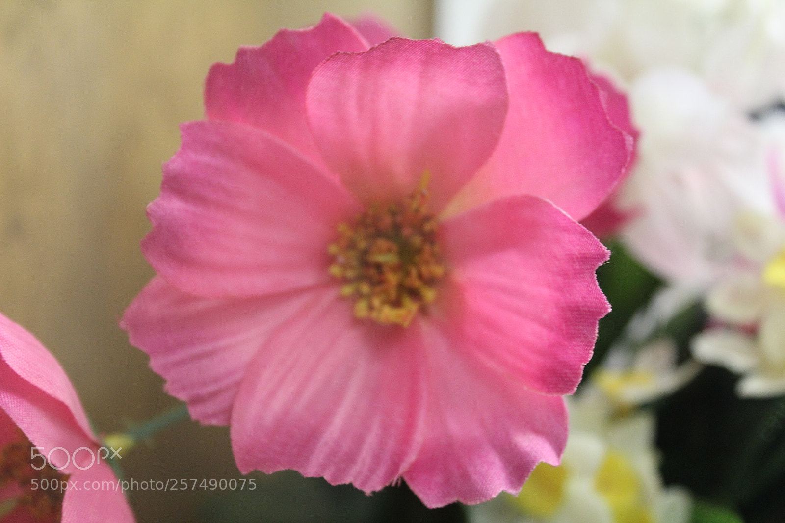 Canon EOS 1300D (EOS Rebel T6 / EOS Kiss X80) sample photo. Single shot img photography