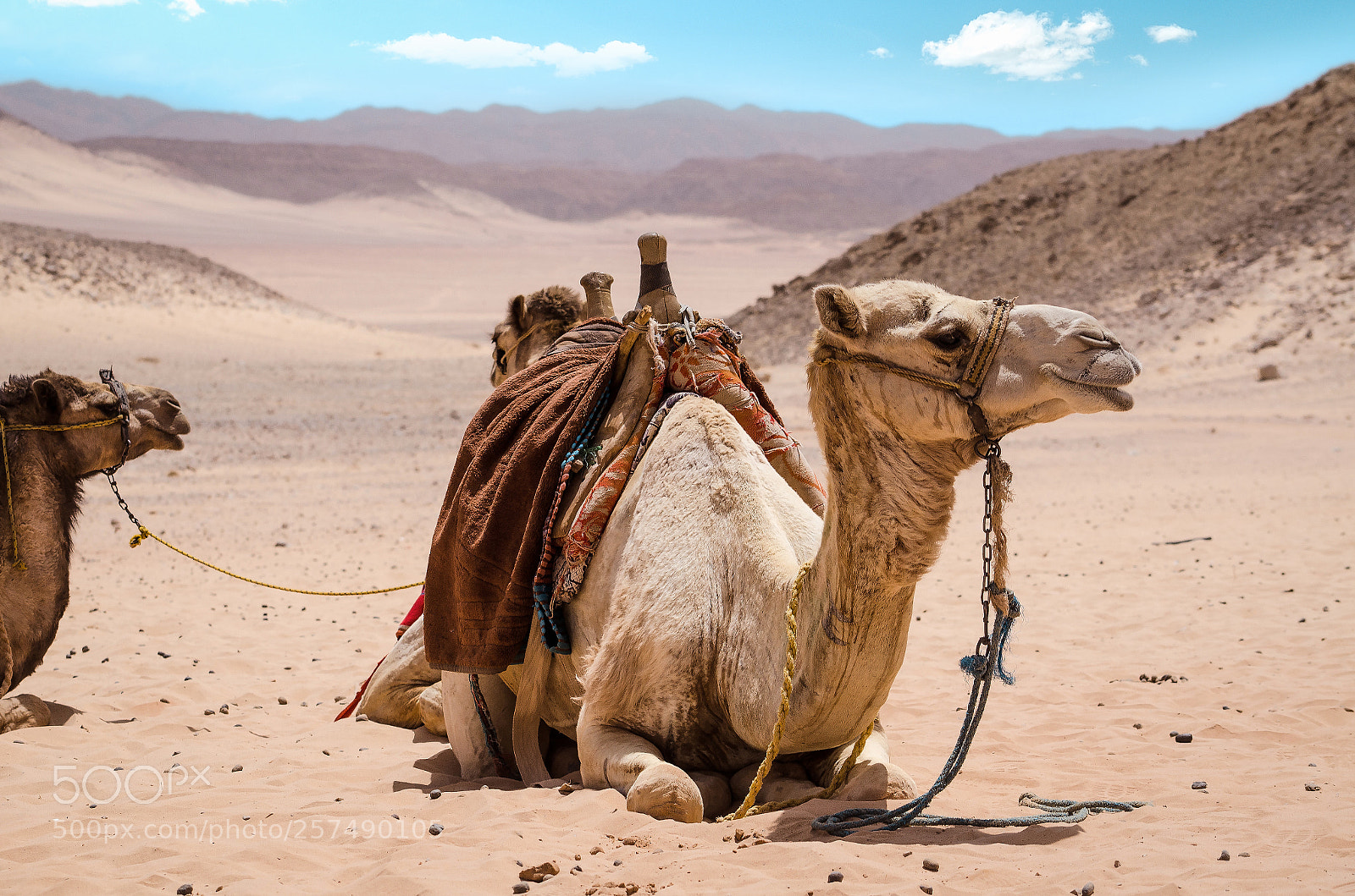 Nikon D7000 sample photo. Camel in arabic desert photography