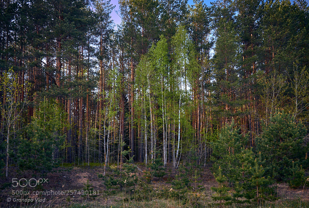 Canon EOS 1100D (EOS Rebel T3 / EOS Kiss X50) sample photo. A small birch family... photography