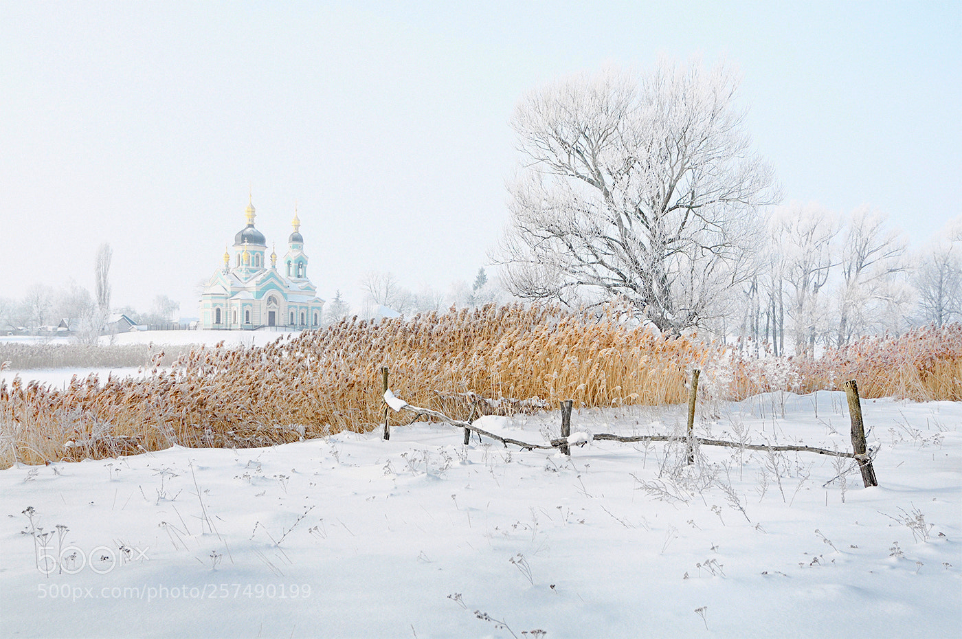 Nikon D300 sample photo. Frosty morning 2 photography