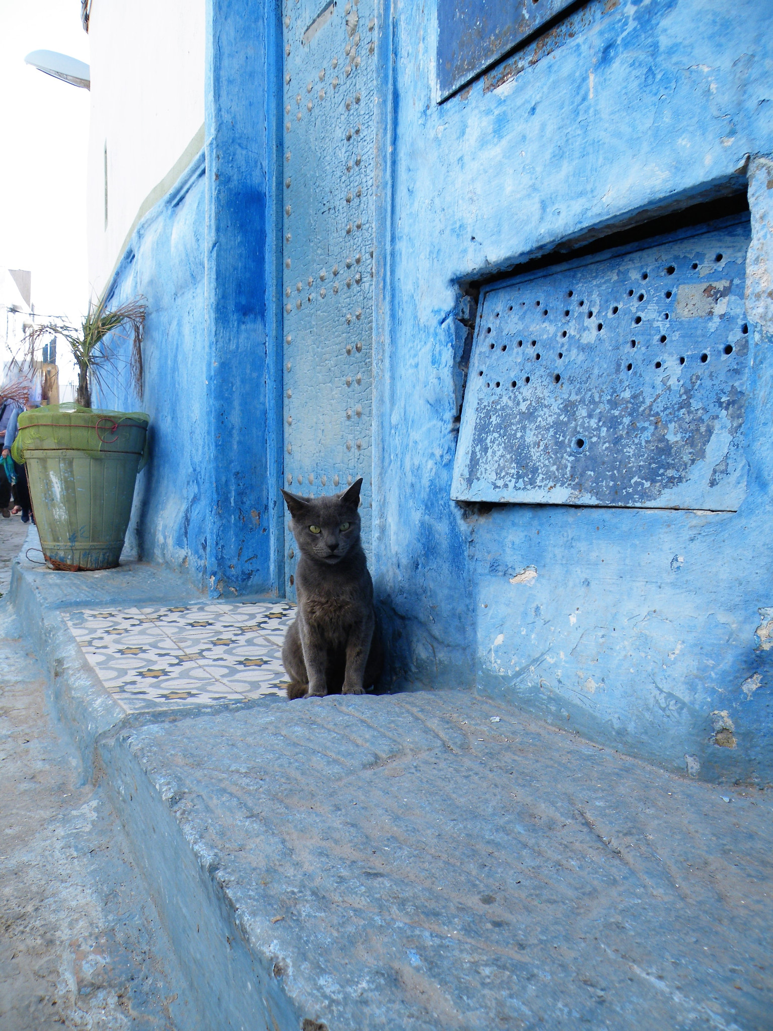 Fujifilm FinePix S8100fd sample photo. Rabat cat photography