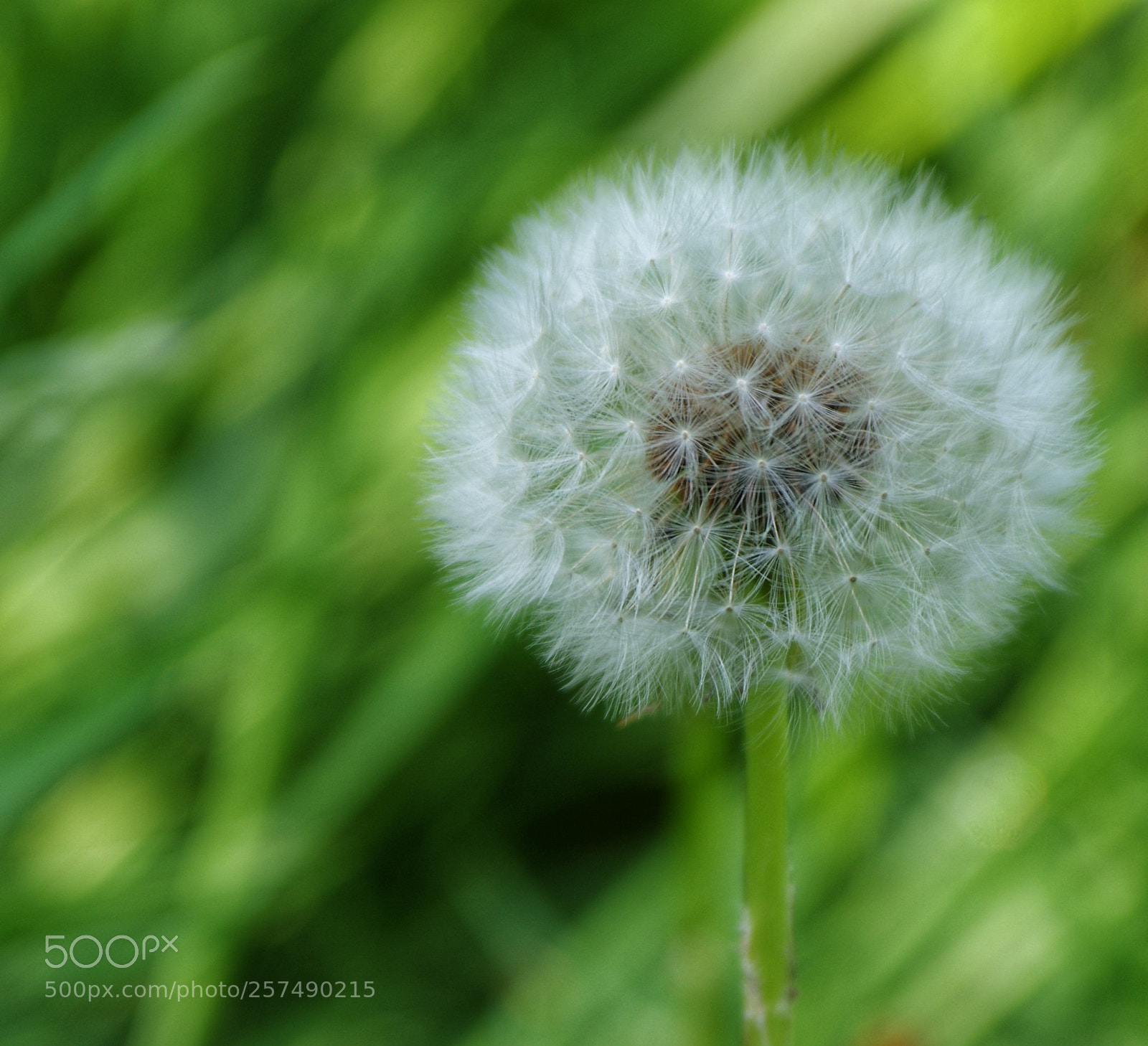 Pentax K-3 sample photo. Dandelion photography