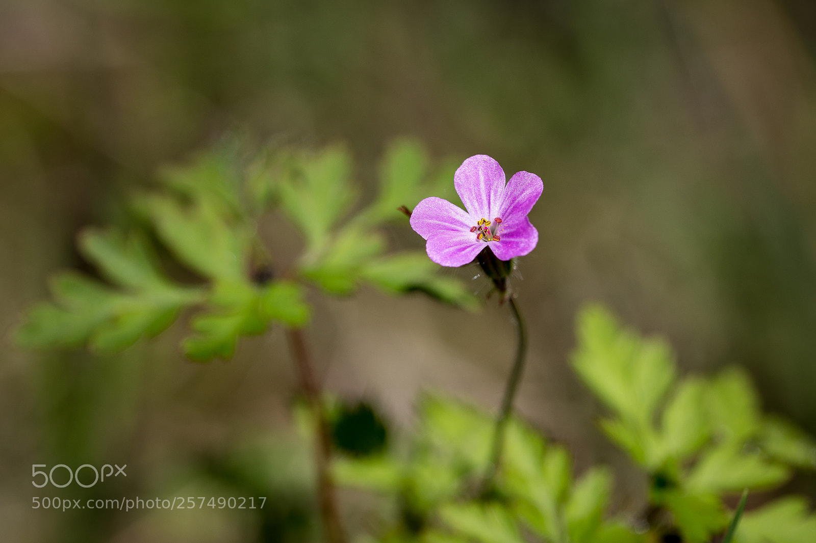 Canon EOS 6D sample photo. Wild pink photography