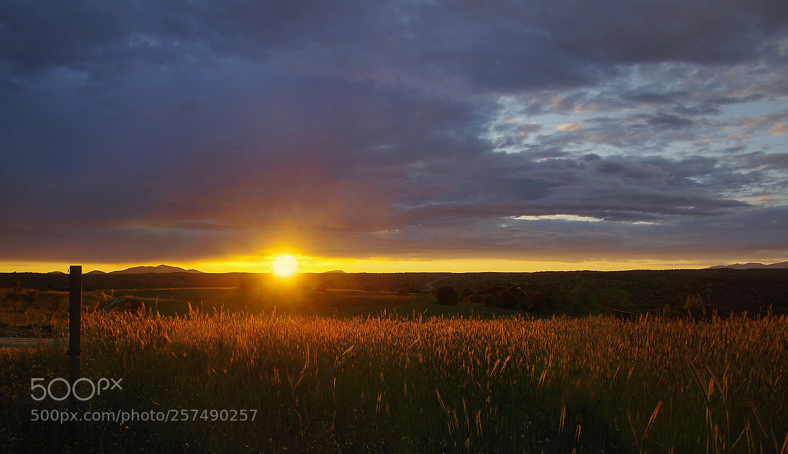Pentax K-50 sample photo. Sunrise over the wheat photography