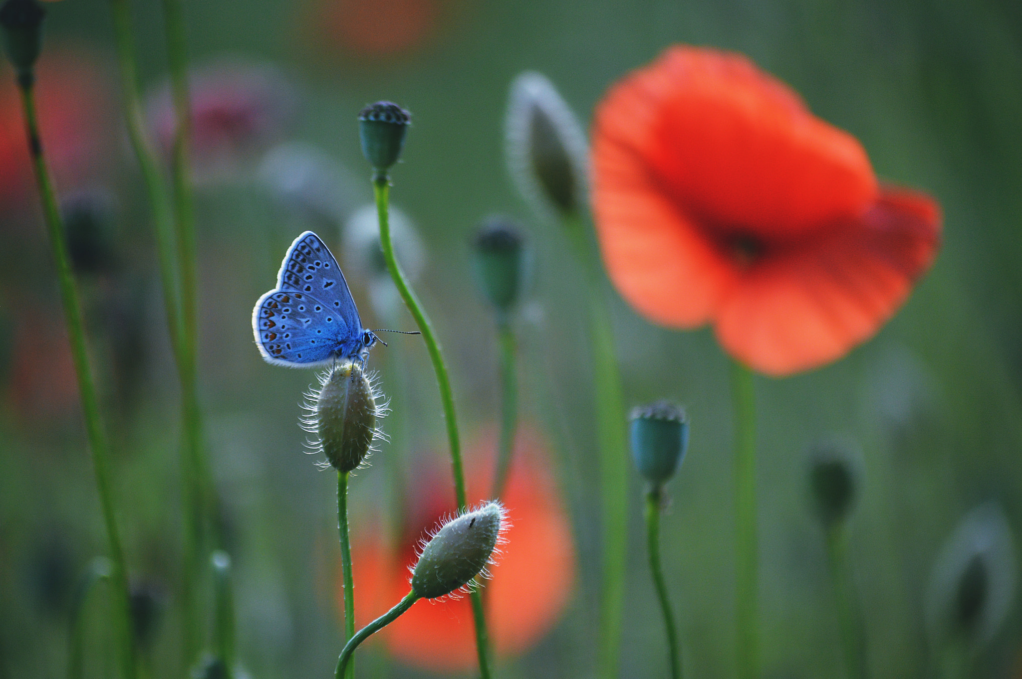 Nikon D3200 sample photo. Her photography