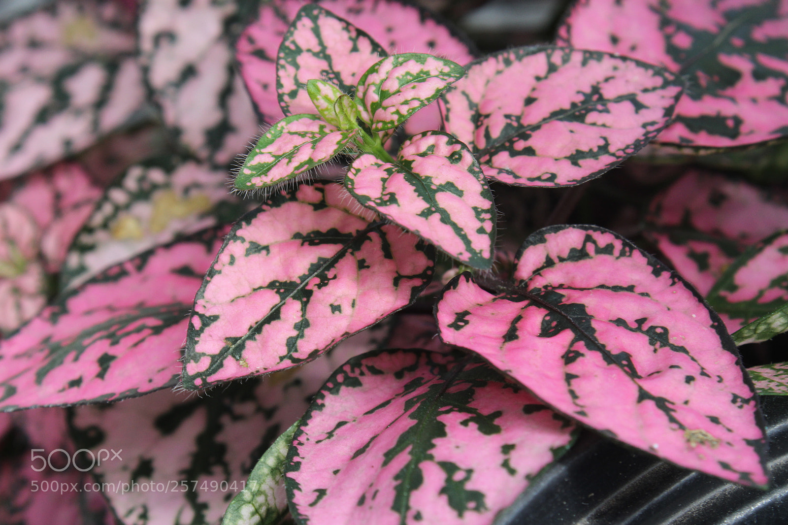 Canon EOS 1200D (EOS Rebel T5 / EOS Kiss X70 / EOS Hi) sample photo. Pink leaves in a photography