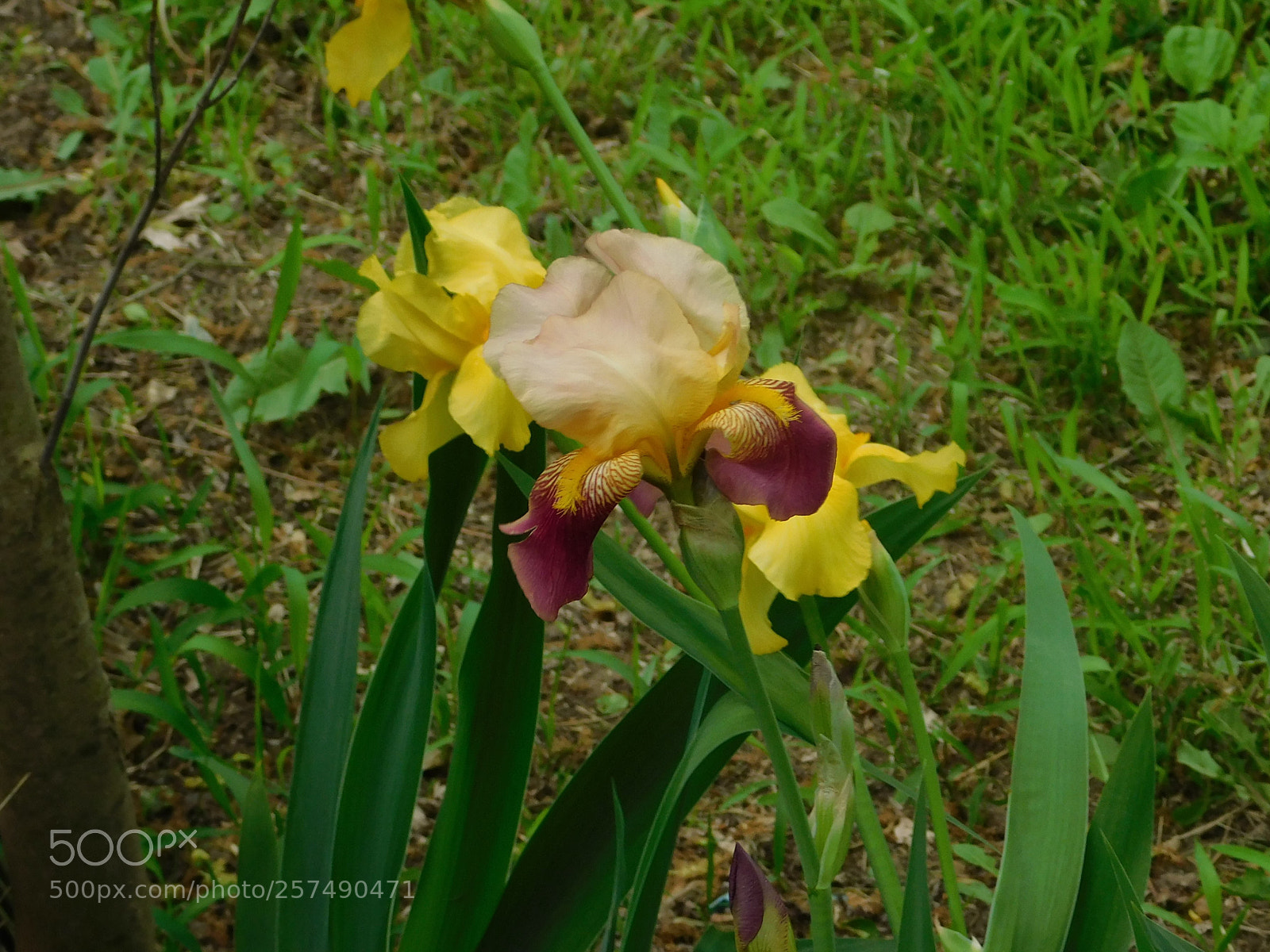 Nikon Coolpix B500 sample photo. Iris /flags photography