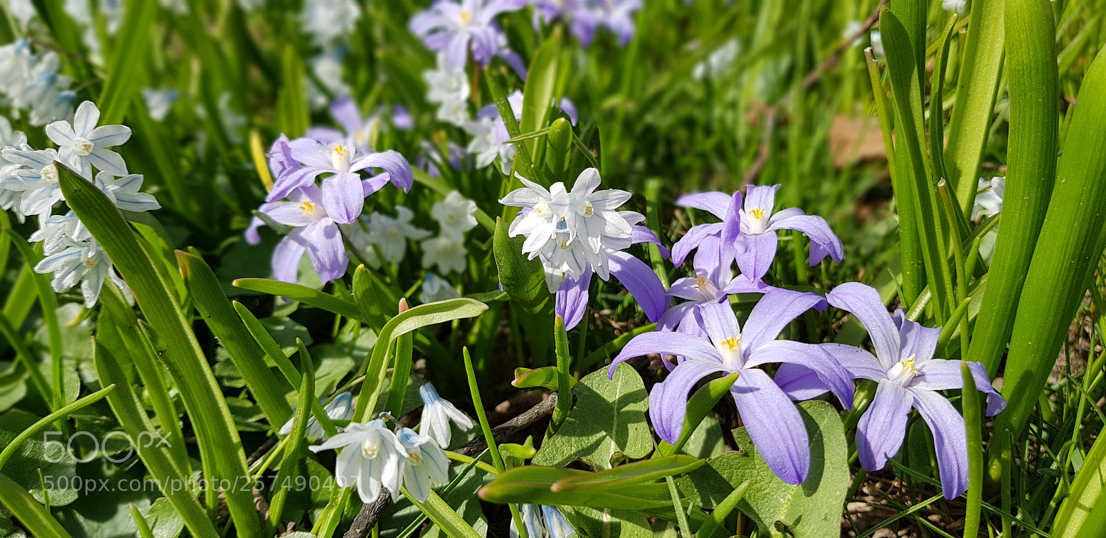 Samsung Galaxy S8+ sample photo. Spring flowers photography