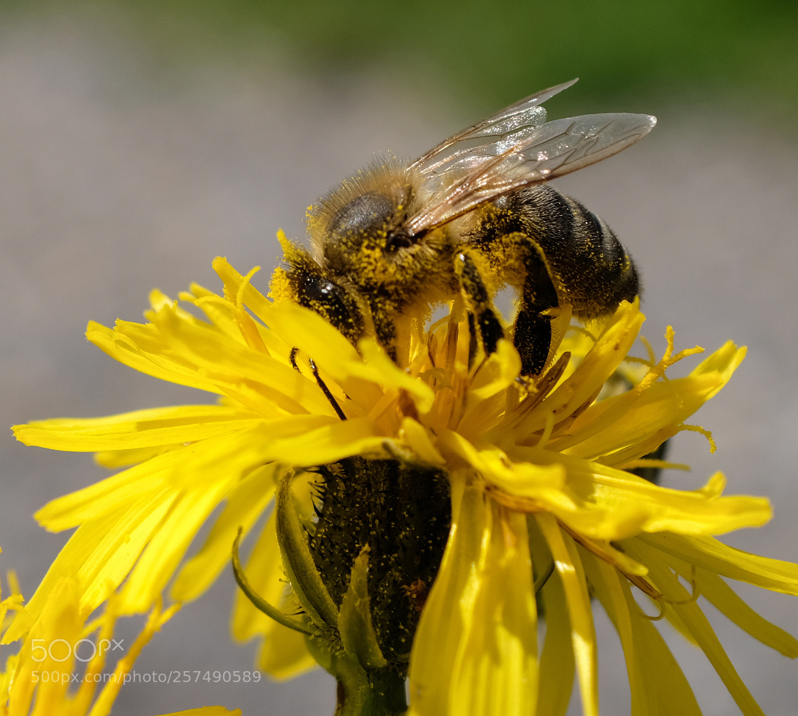 Fujifilm X100F sample photo. Bee photography