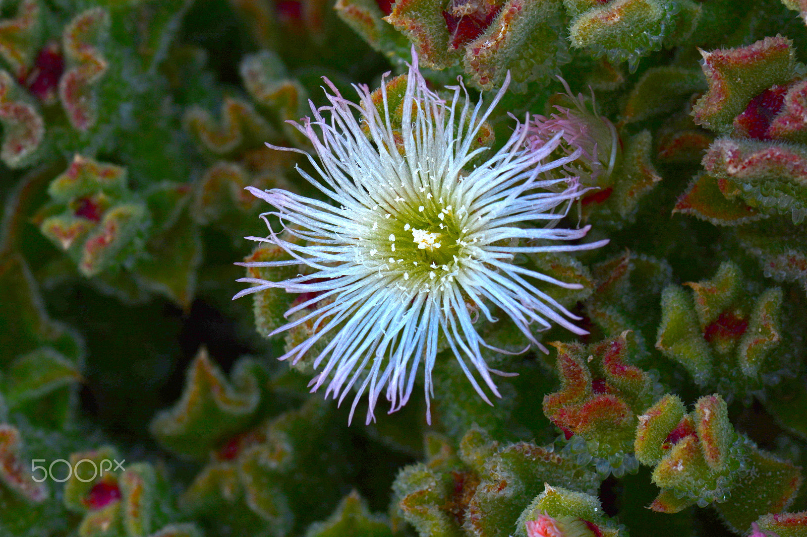 Nikon AF-S Micro-Nikkor 105mm F2.8G IF-ED VR sample photo
